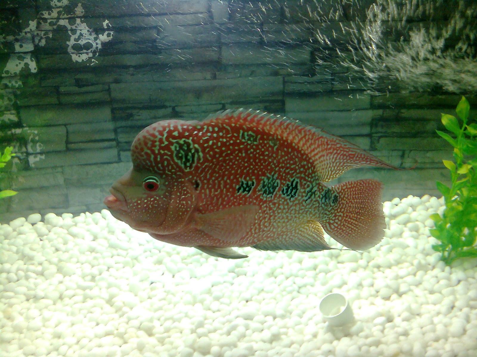 Cartoon Flowerhorn Wallpaper. Gardening: Flower and Vegetables