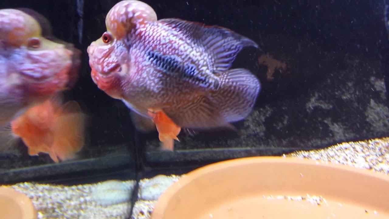 Flowerhorn Wallpapers Wallpaper Cave