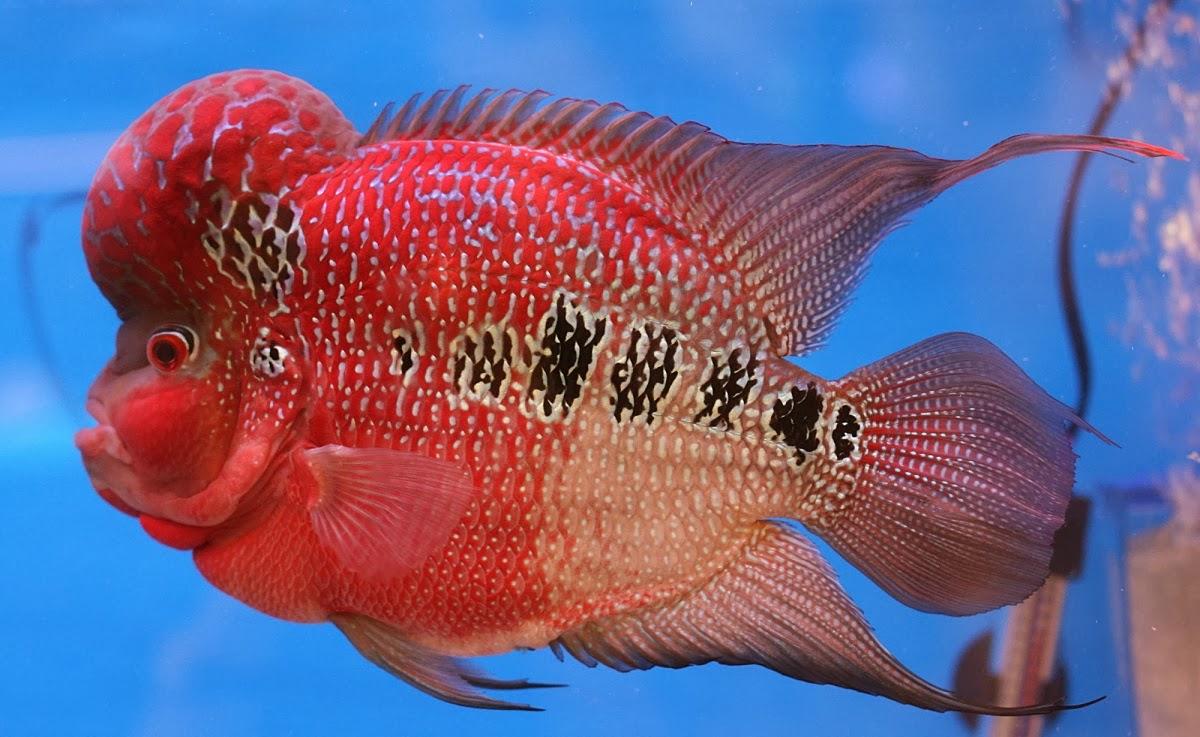 beautiful fish for freshwater aquarium