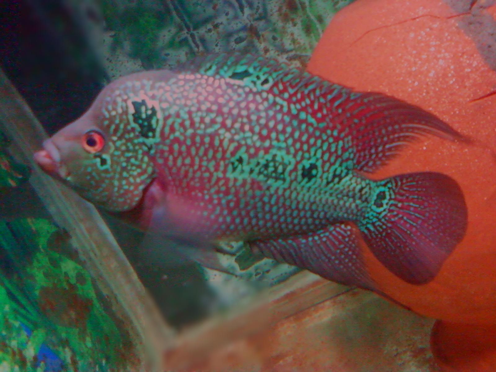 Flowerhorn in aquarium with