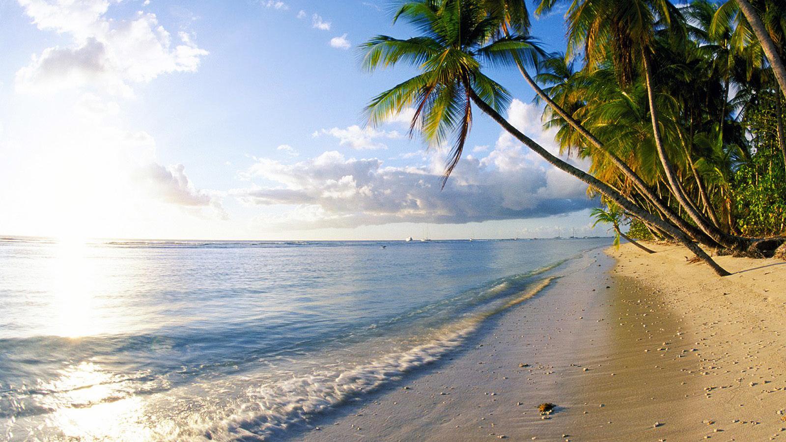 Palm trees on the Pigeon Point beach wallpaper