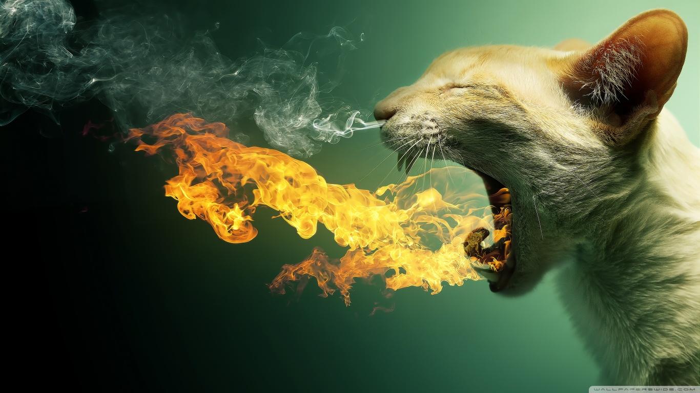 Flaming Cat ❤ 4K HD Desktop Wallpaper for 4K Ultra HD TV • Wide
