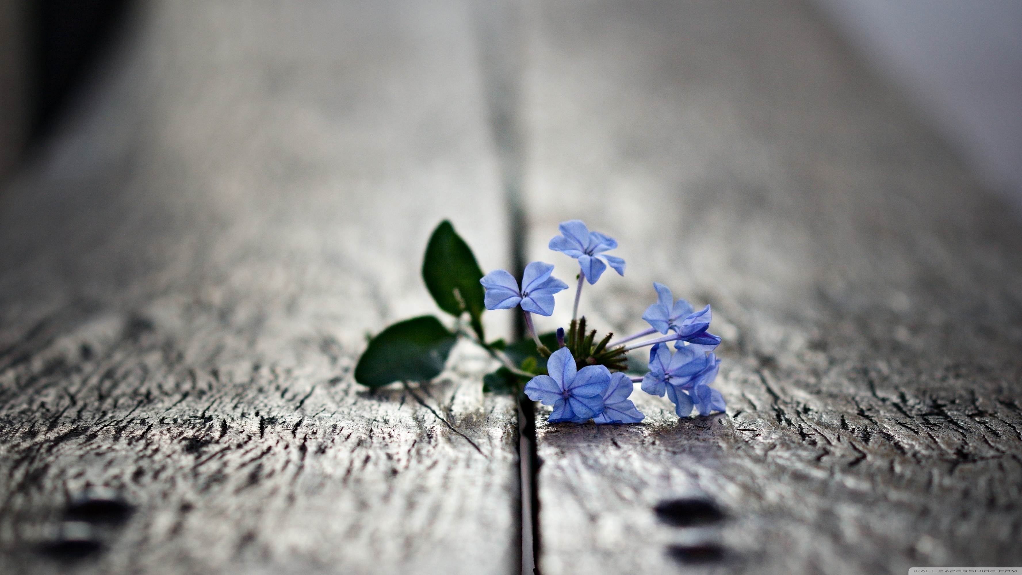 Small Blue Flowers Macro ❤ 4K HD Desktop Wallpaper for 4K Ultra HD