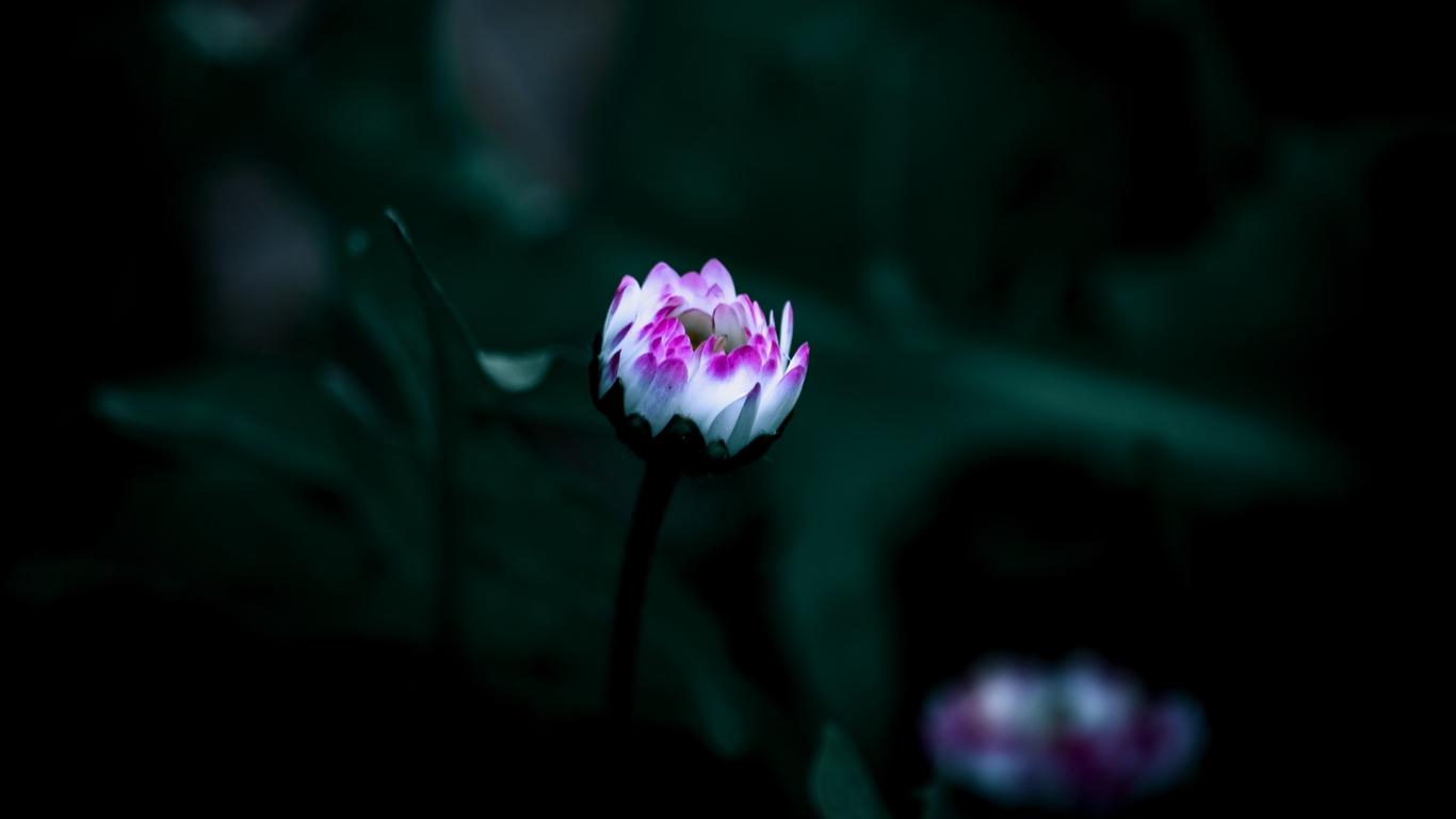 Download wallpaper 1366x768 flower, bud, bloom, small, dark tablet