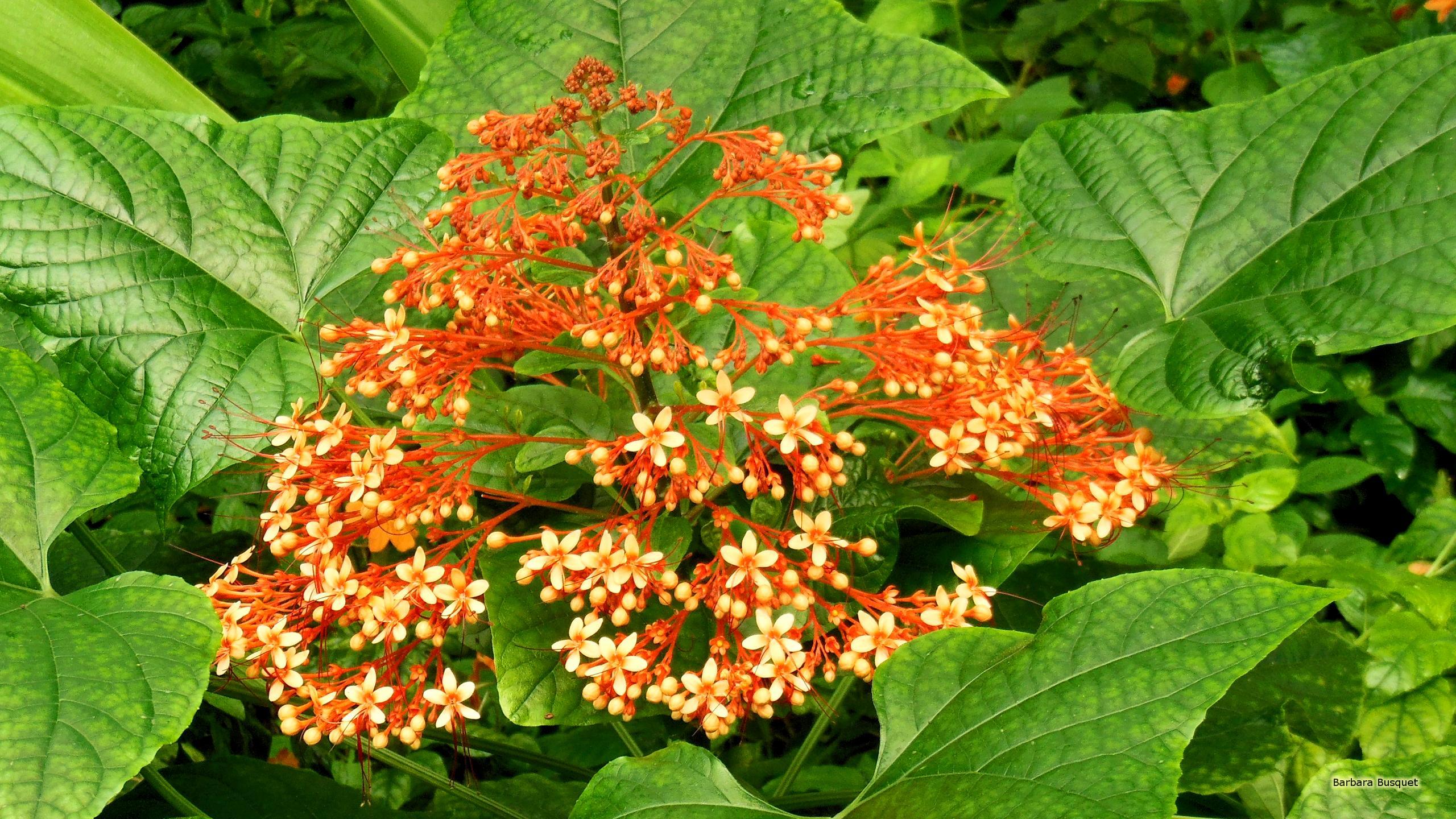 Small orange flowers and big leaves HD Wallpaper