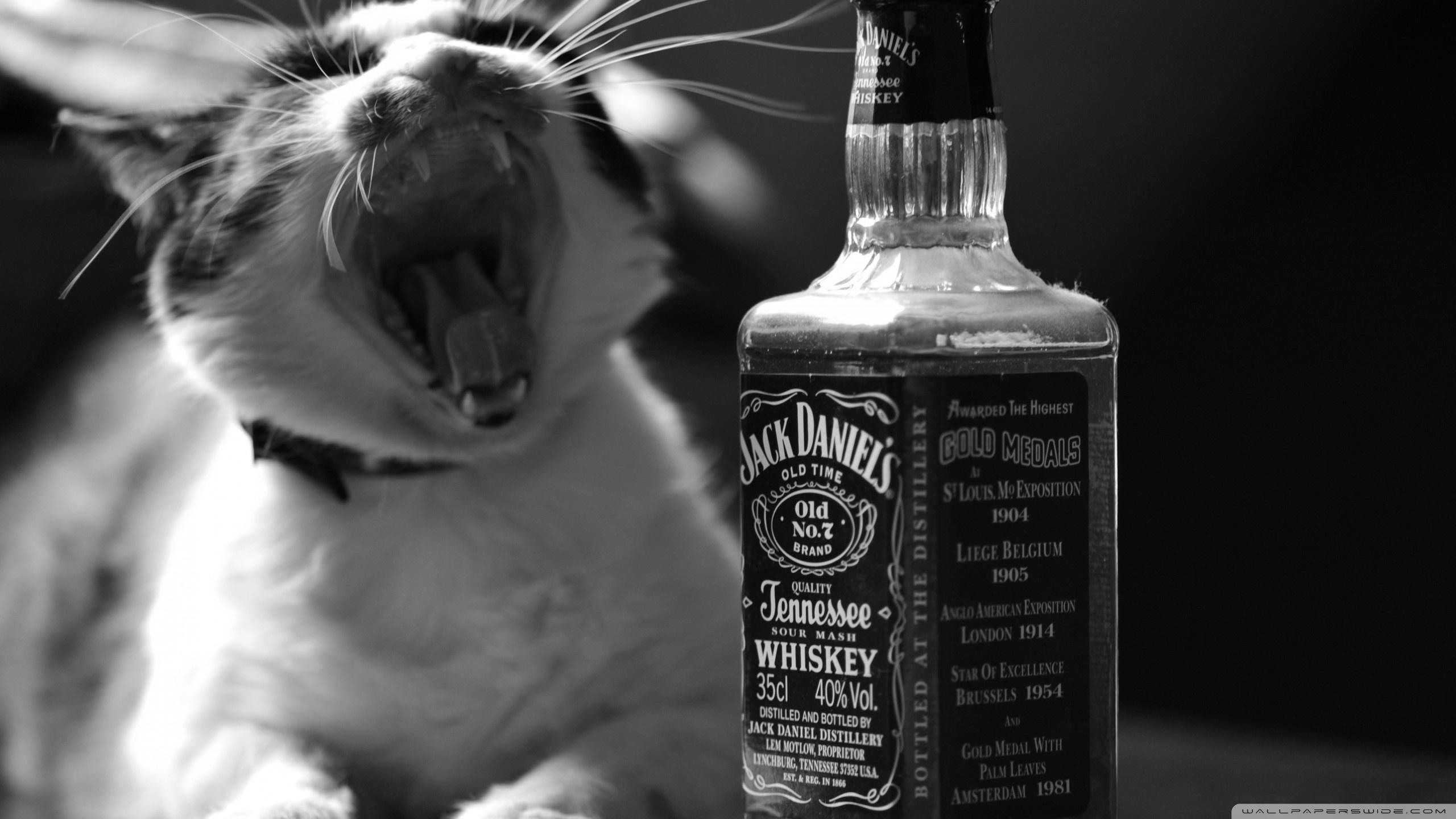 Hdwallpaper87.com Jack Daniel's and his cat Desktop