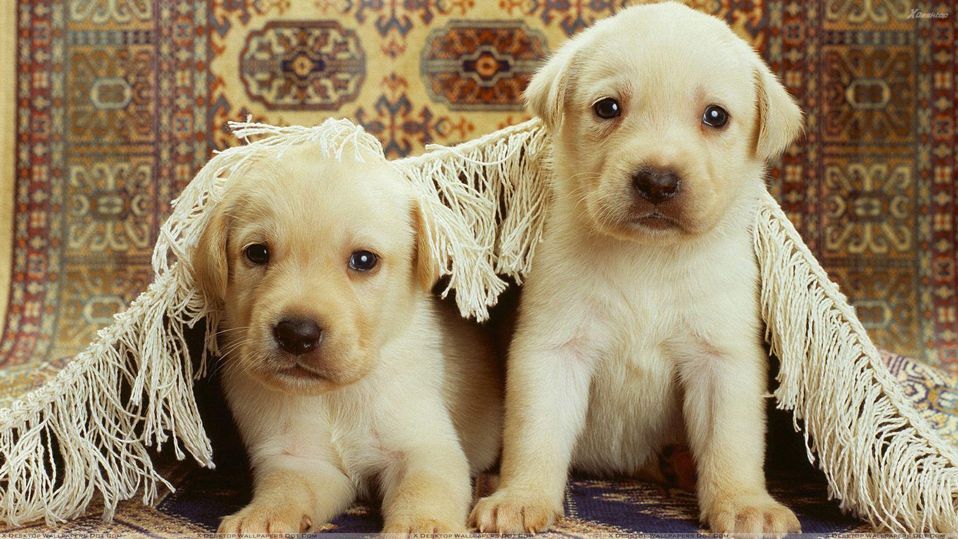 Two Cute Whites Labra Pups Wallpaper