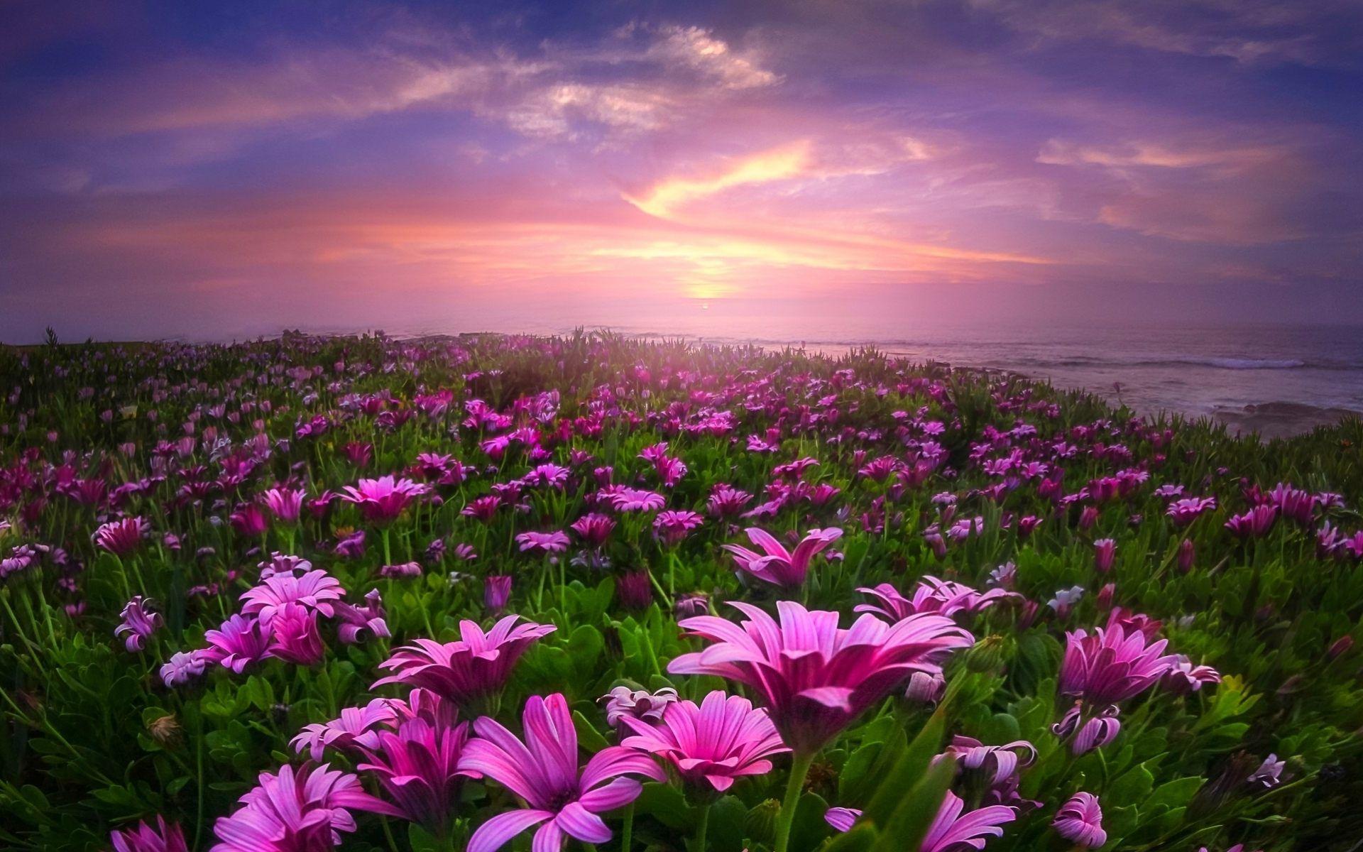 Field Of Daisies Wallpaper Desktop Background with HD Desktop