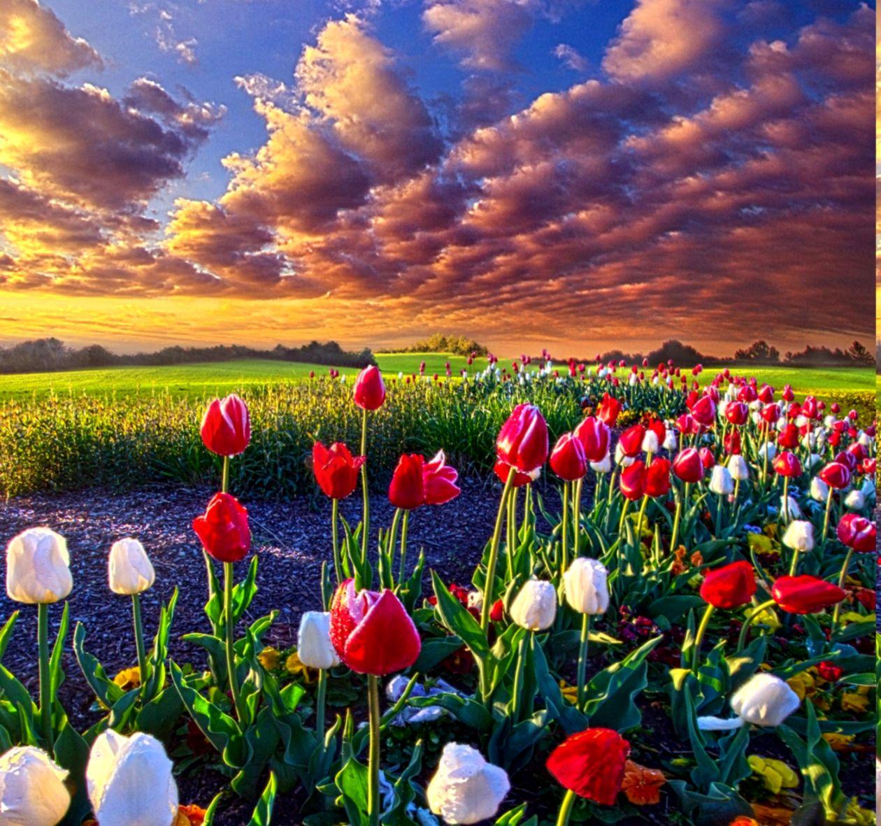 Flowers Field Tulips Nature HD Wallpaper