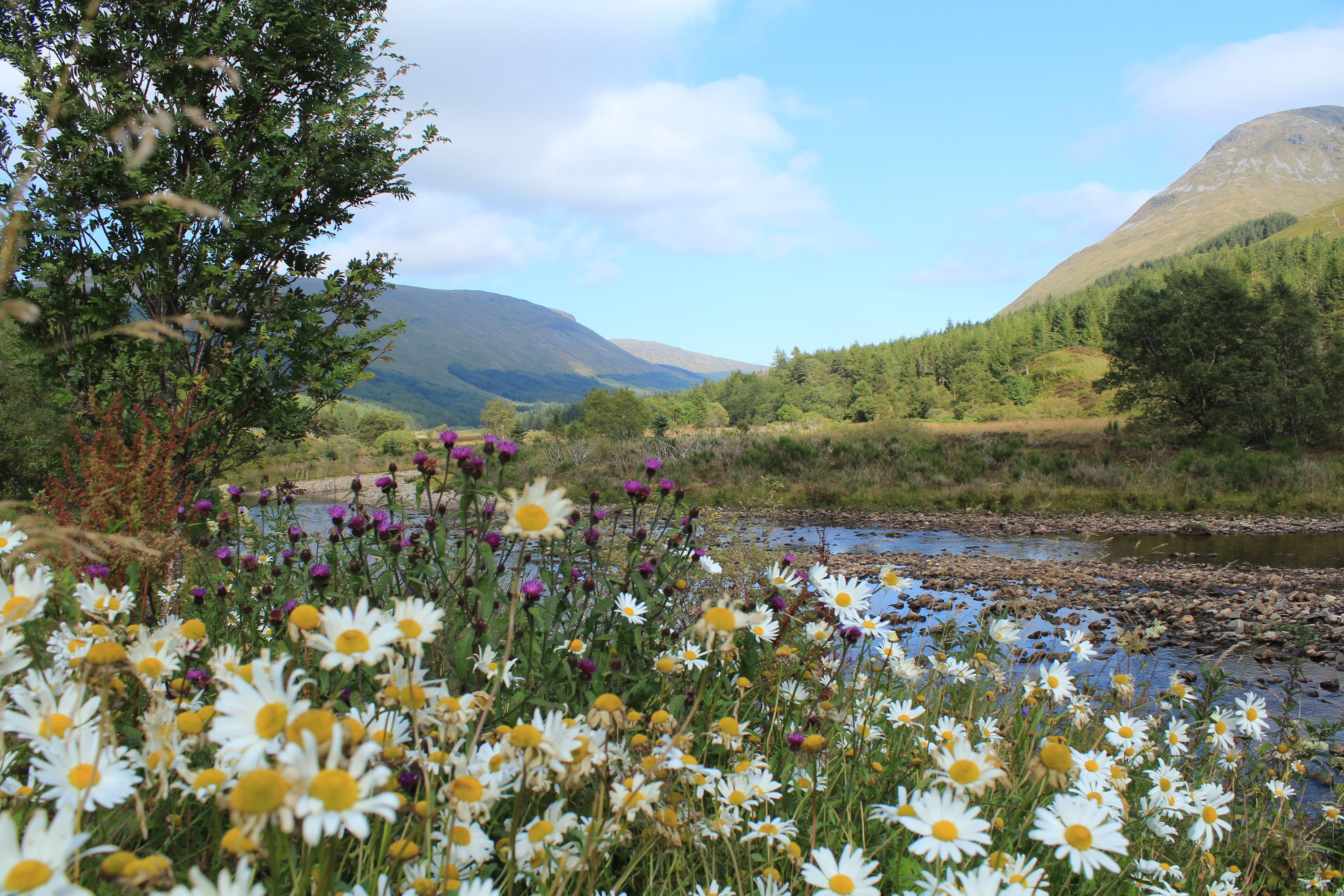 Daisy flower field near the body of water HD wallpaper