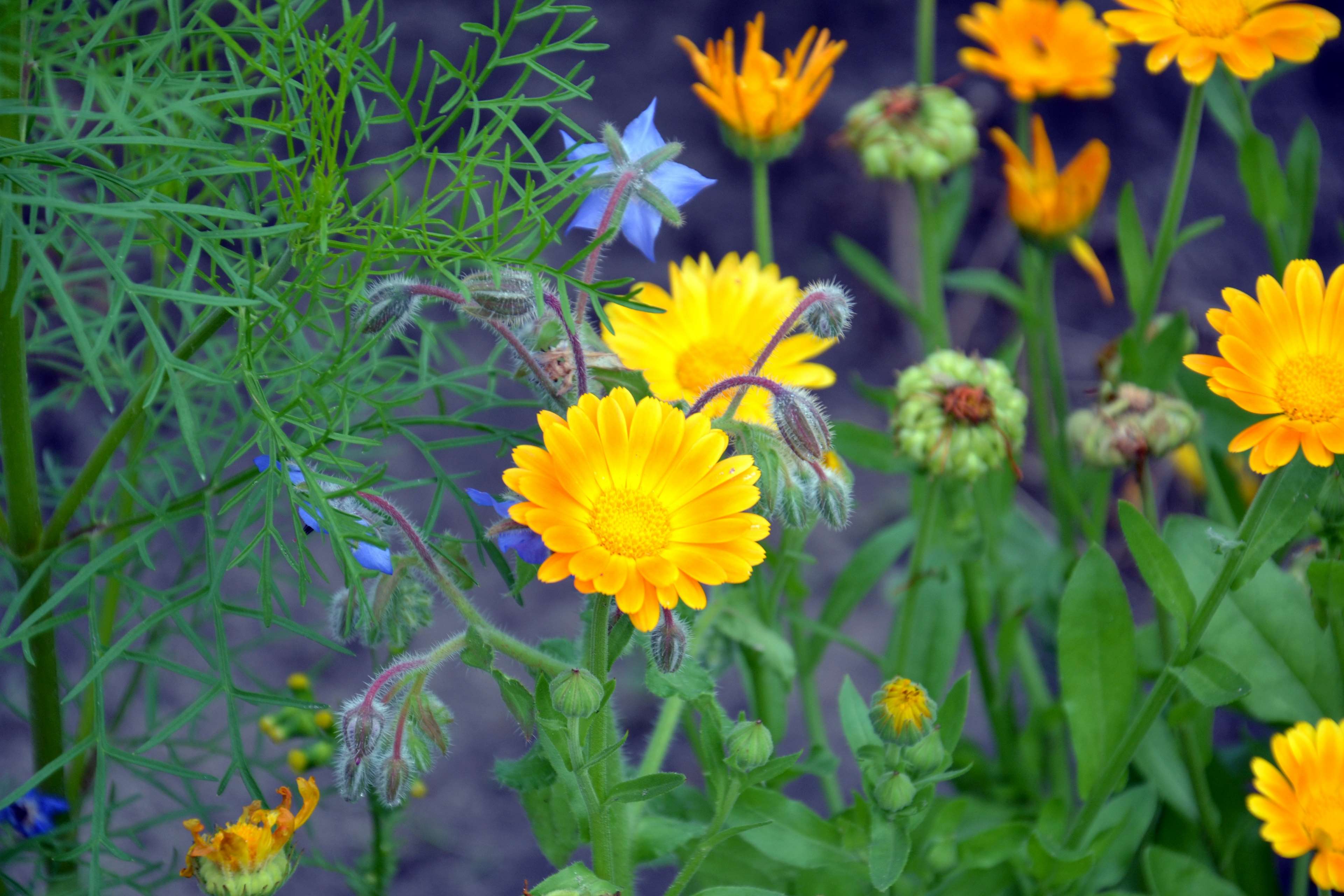 orange dahila flower in the green summer home flower garden