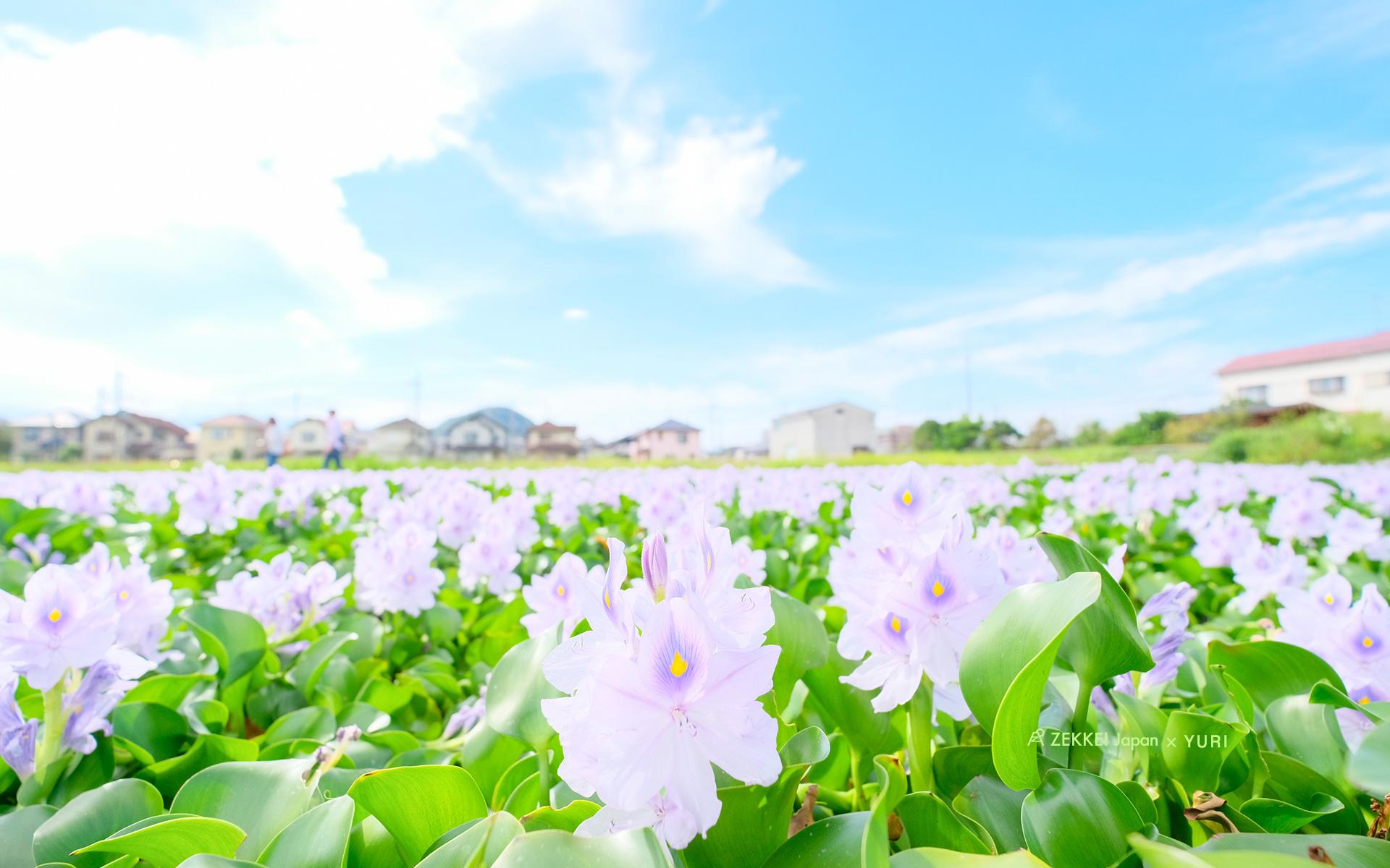 wallpaper wallpaper of fluffy pastel colored flowers｜ZEKKEI Japan