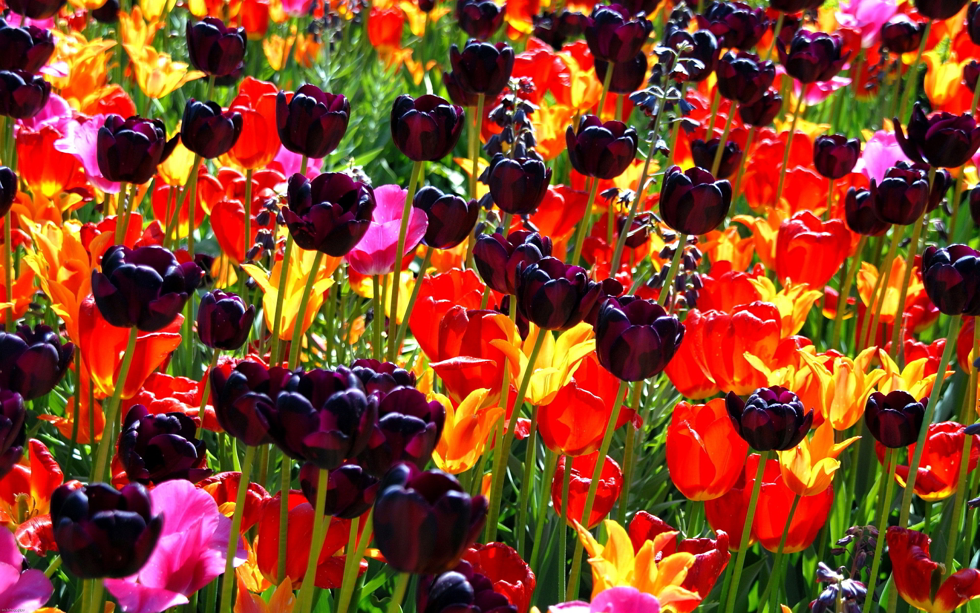 On The Desktop Photo, Colorful Flowers Background