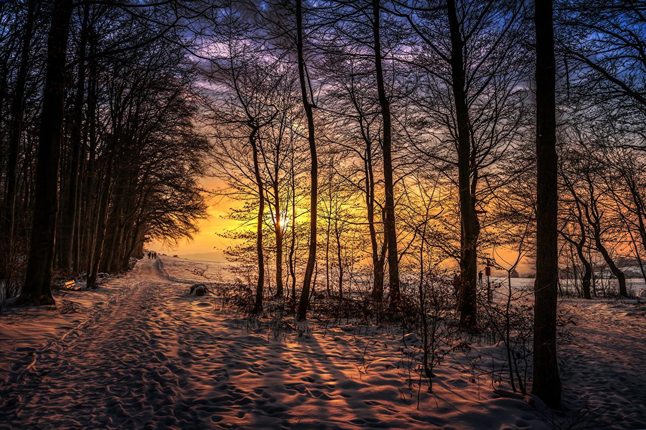Wallpaper Trail Nature Winter Snow Sunrises and sunsets Branches