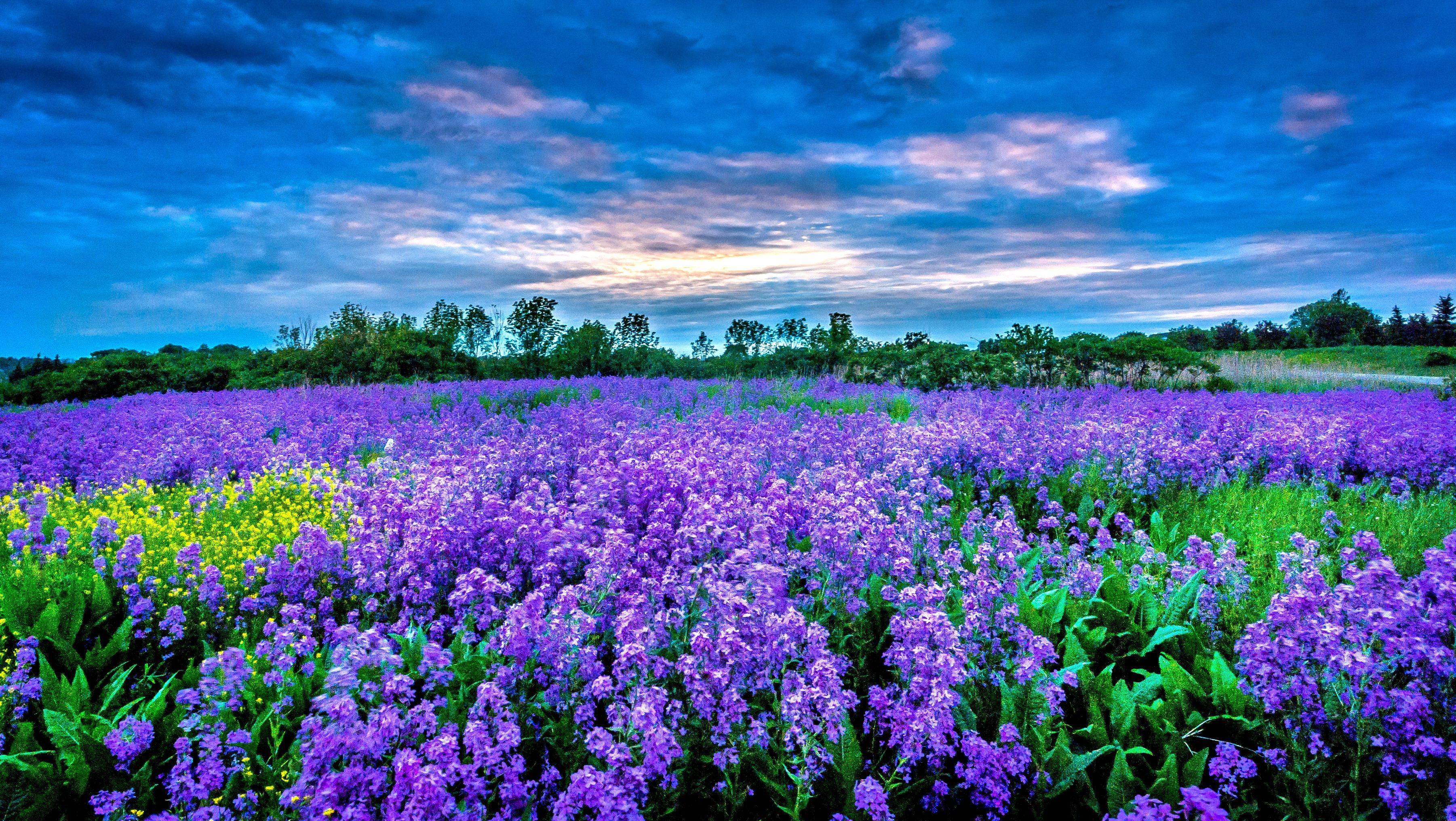 Field of Purple Flowers Wallpaper