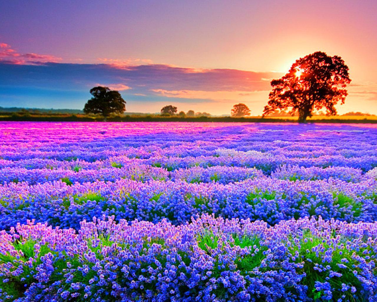 Beautiful Purple Flowers Field Surrounded By Green Trees HD Flowers  Wallpapers  HD Wallpapers  ID 75667