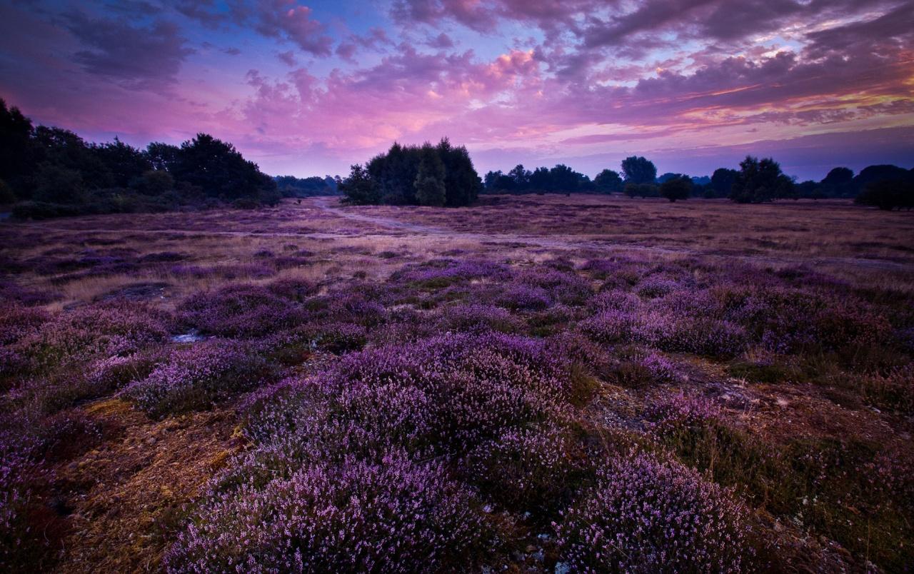 Wonderful Purple Flower Fields wallpaper. Wonderful Purple
