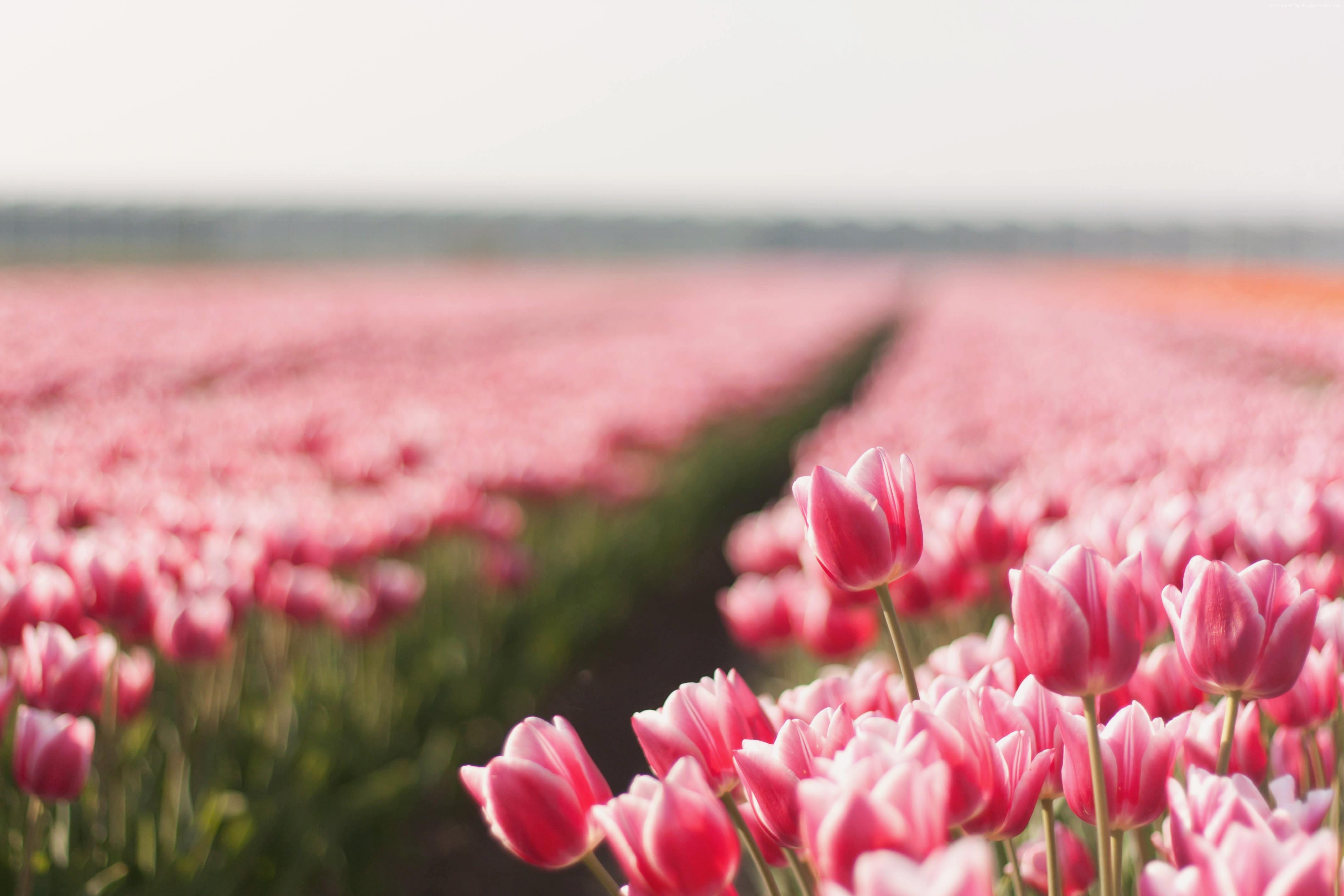 #Tulip, #HD wallpaper, #flower, k, #spring, #field. Nature