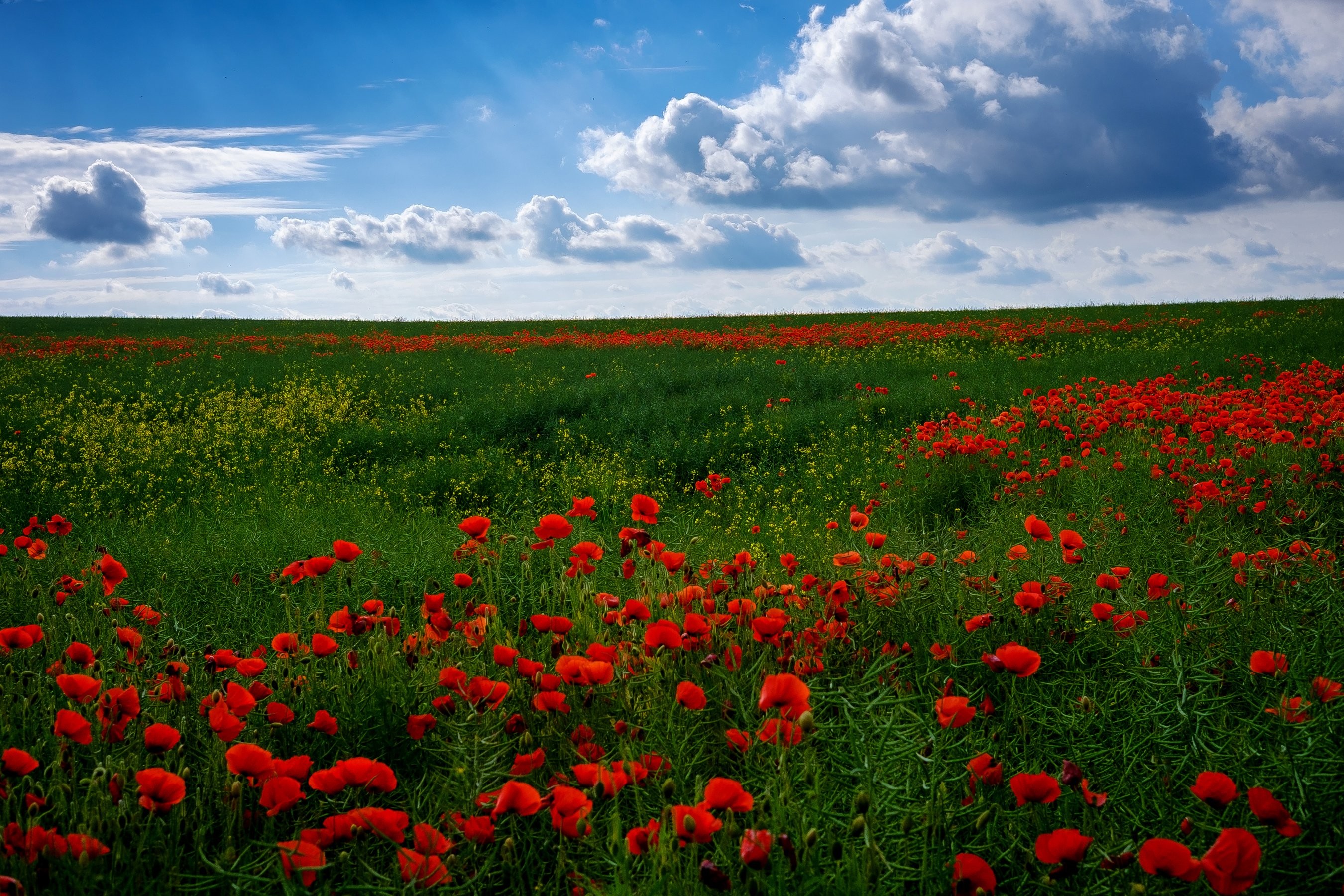 Mobile Wallpaper, Clouds, Poppies, Sky, Nature, Many, Grass, Flower