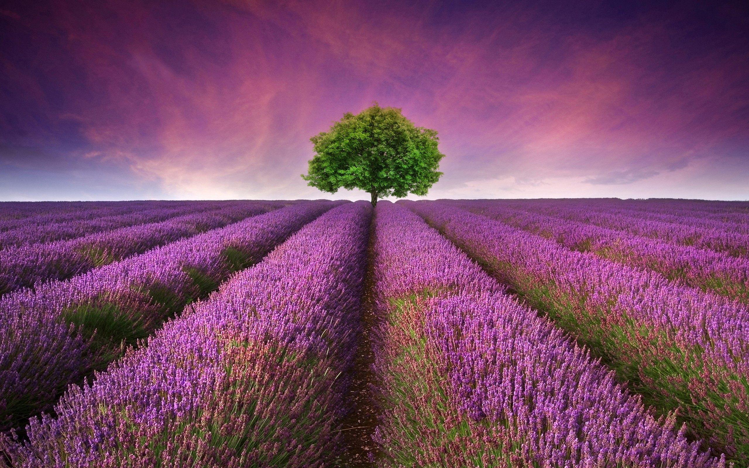 Lavender Flower Field HD Wallpaper