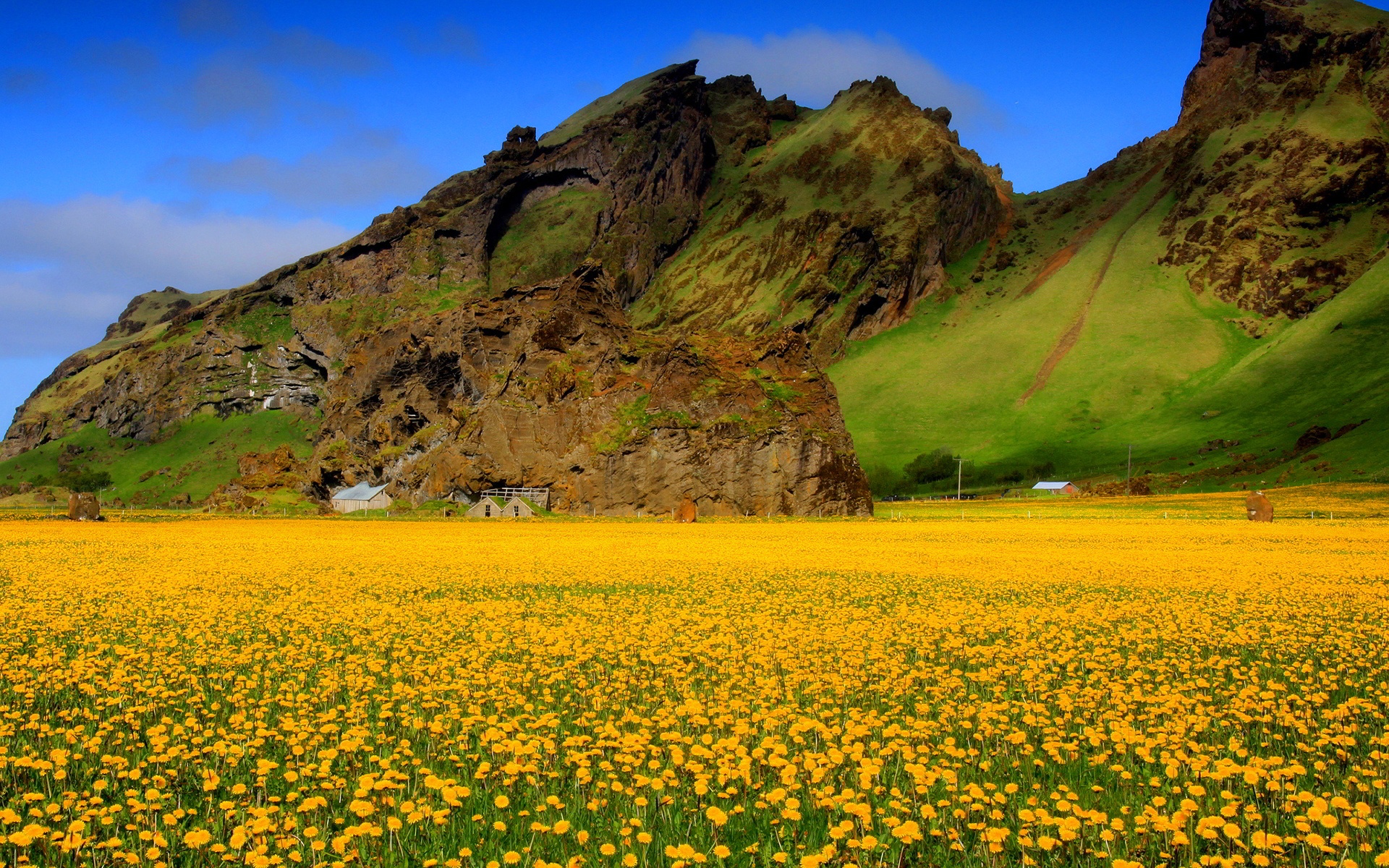 Yellow Flower Field Wallpaper