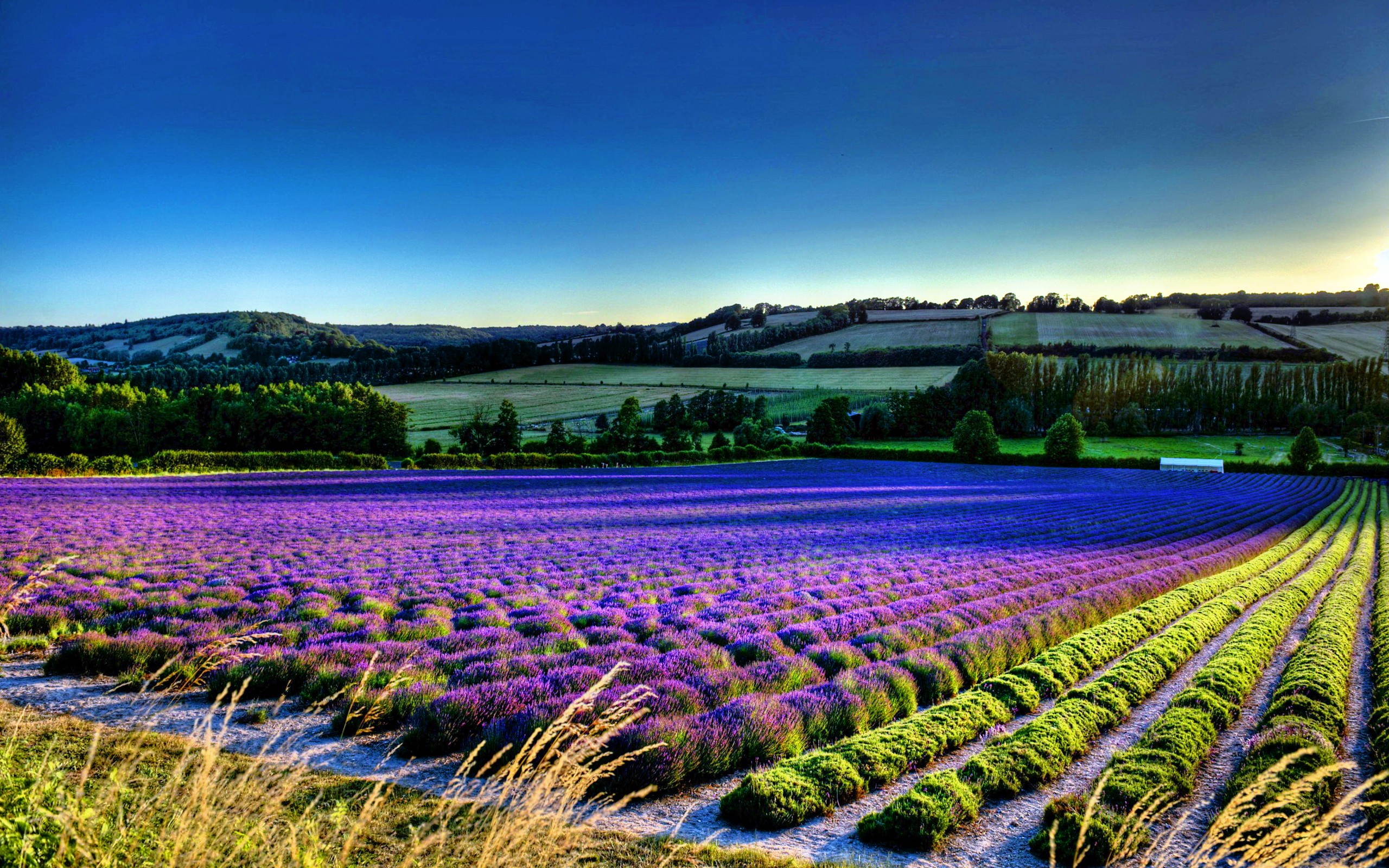 Purple Flower Field Background HD Wallpaper High Definition