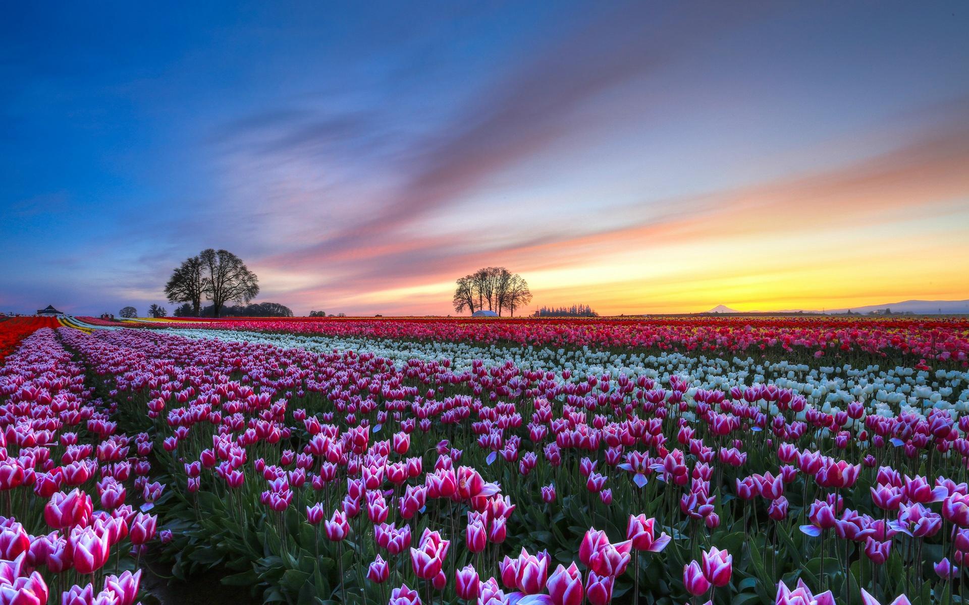 Wallpaper Tulips flower field, evening sunset, colorful scenery