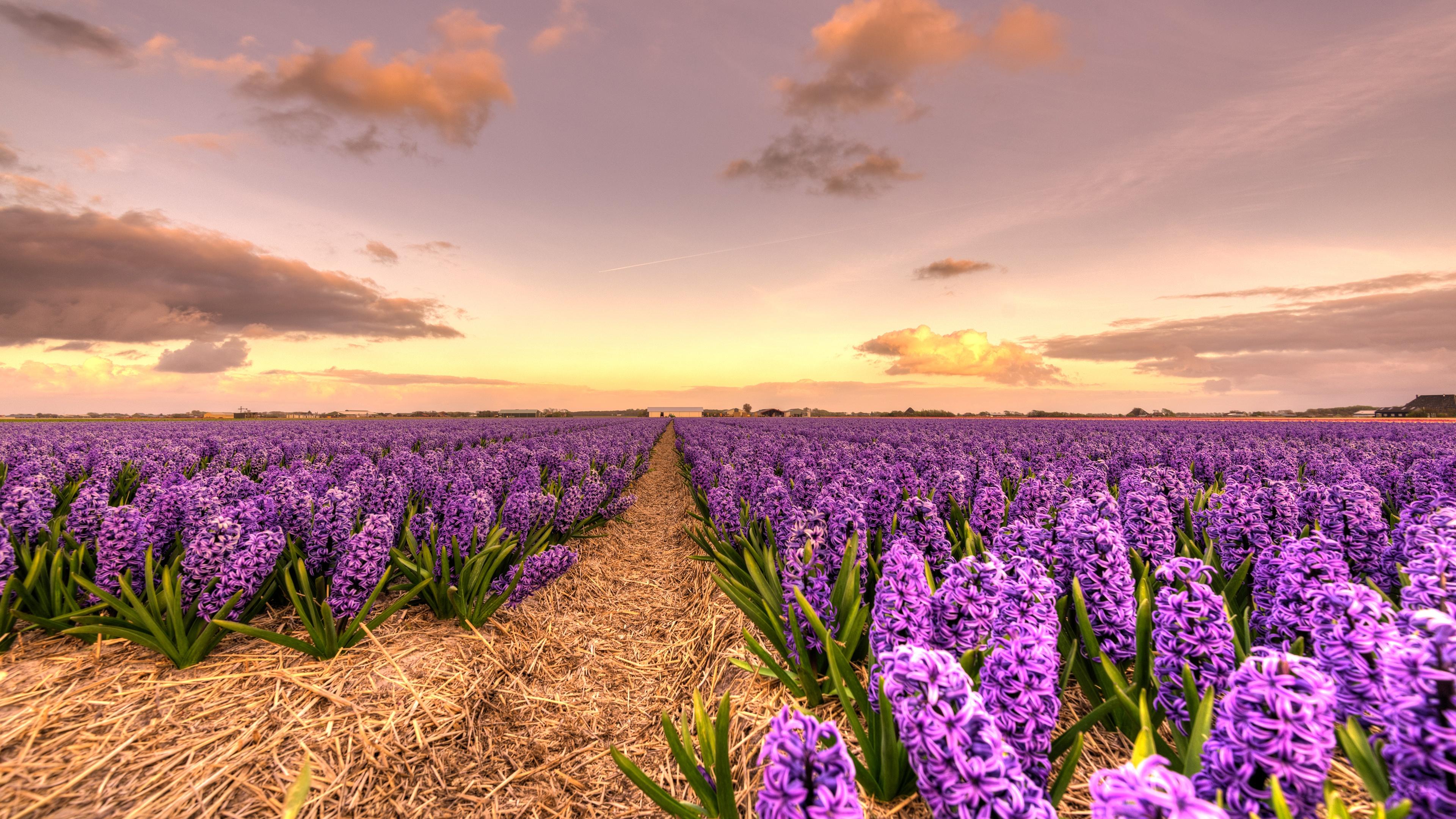 Download wallpaper purple wildflowers, hyacinths, evening, sunset