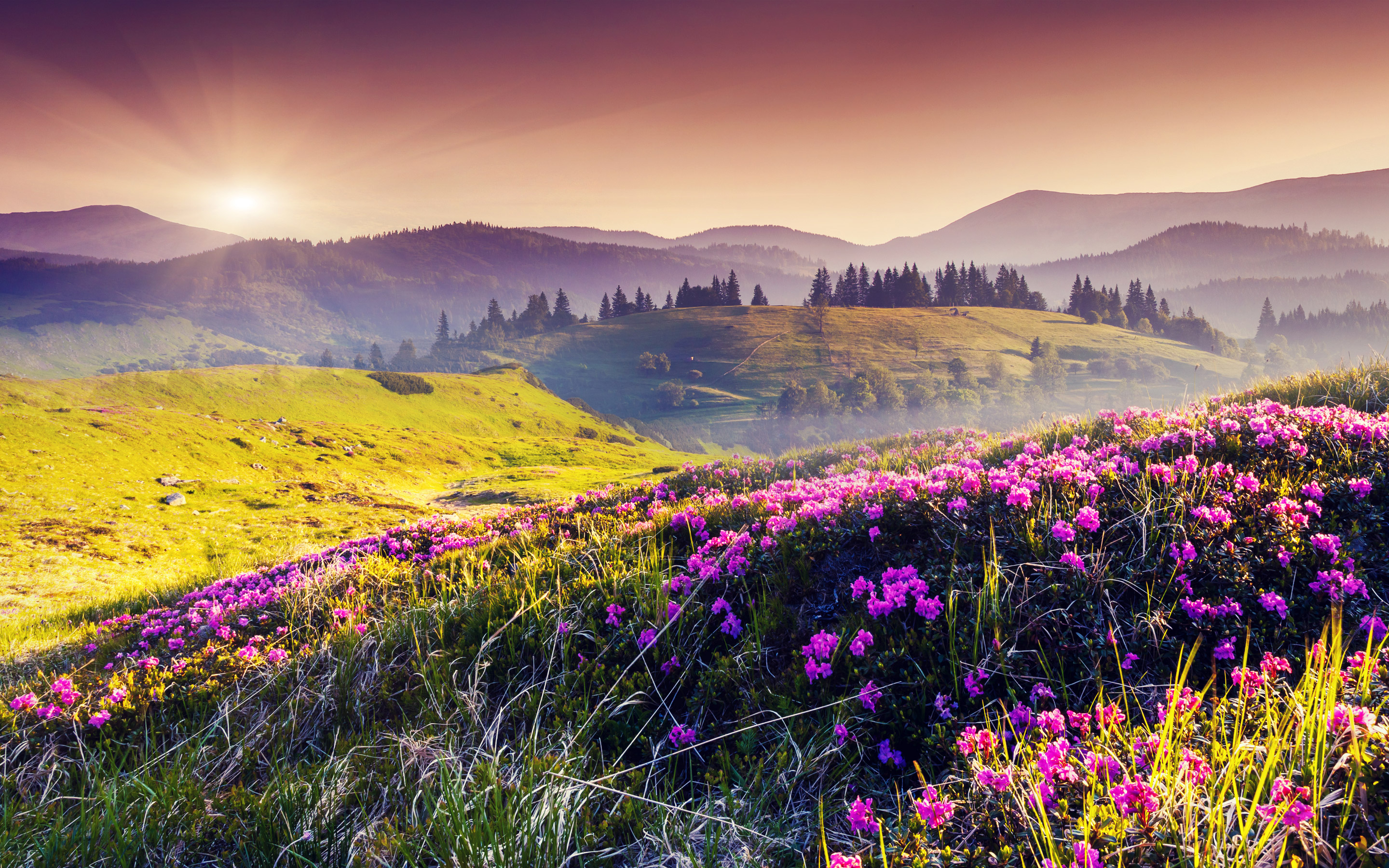 Nature Landscape Hills Flowers Field Wallpaper and Free Stock