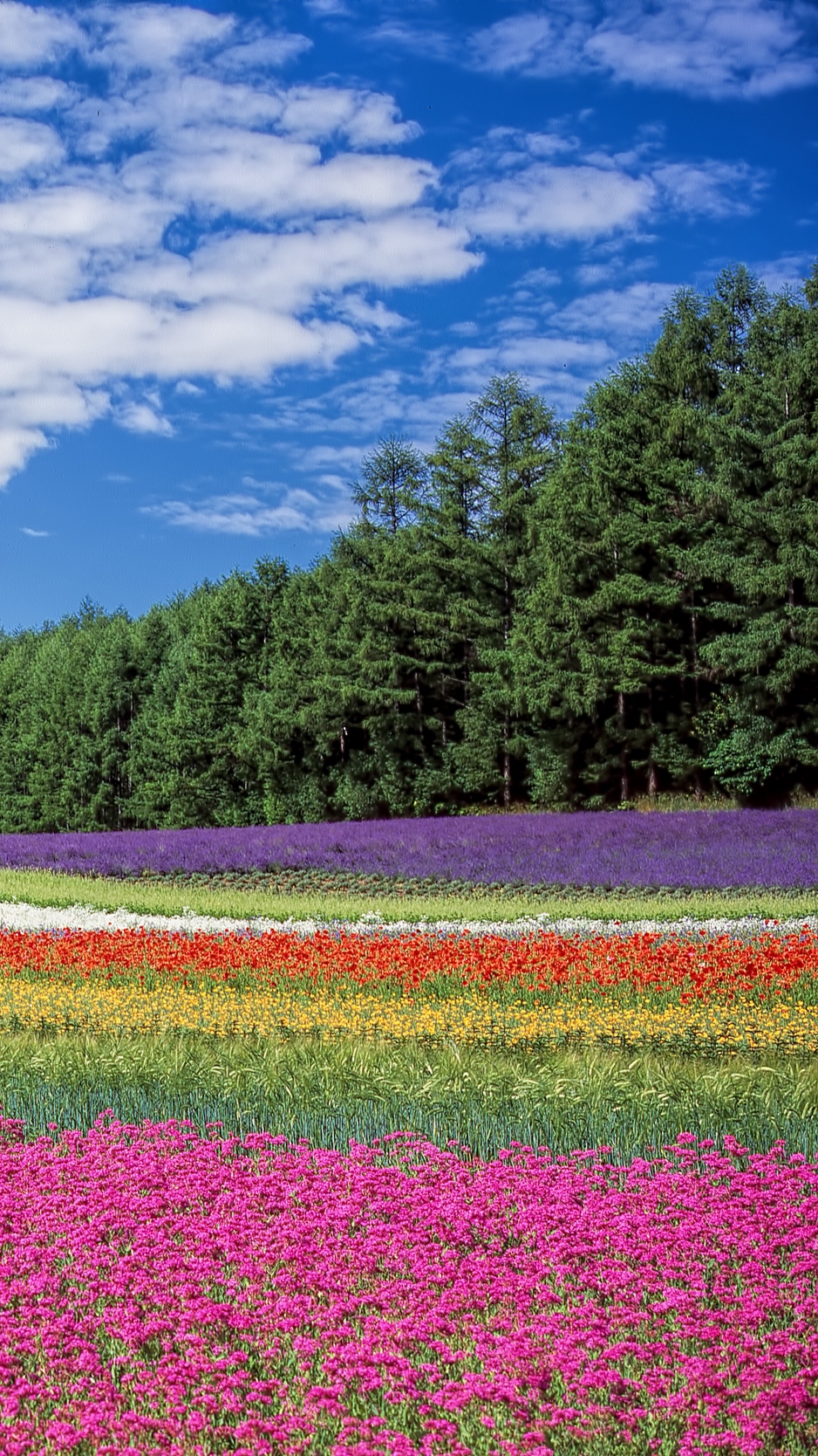 Download wallpaper 938x1668 hokkaido, japan, flowers, field iphone 8