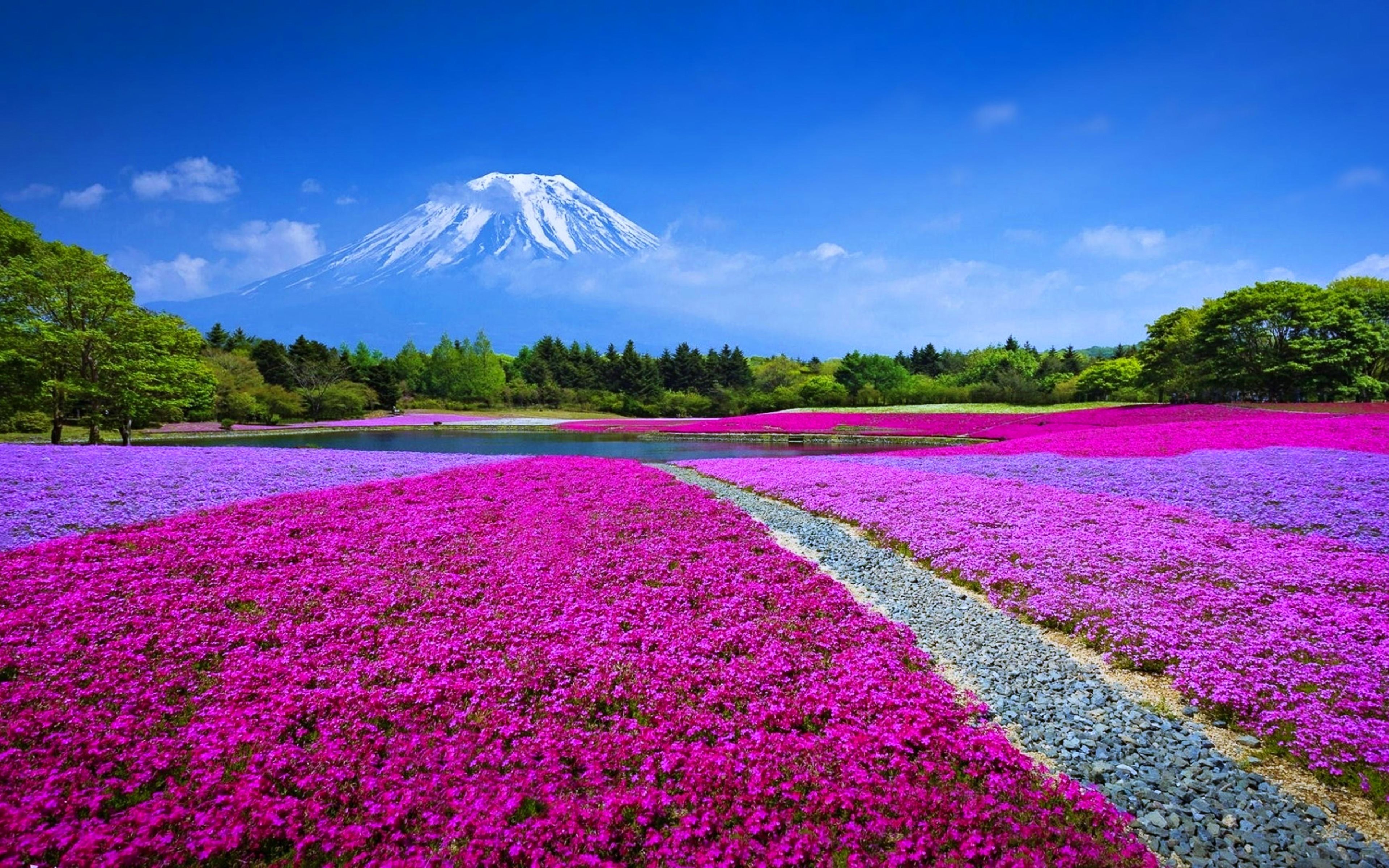 Download wallpaper Mount Fuji, flower field, summer, Asia