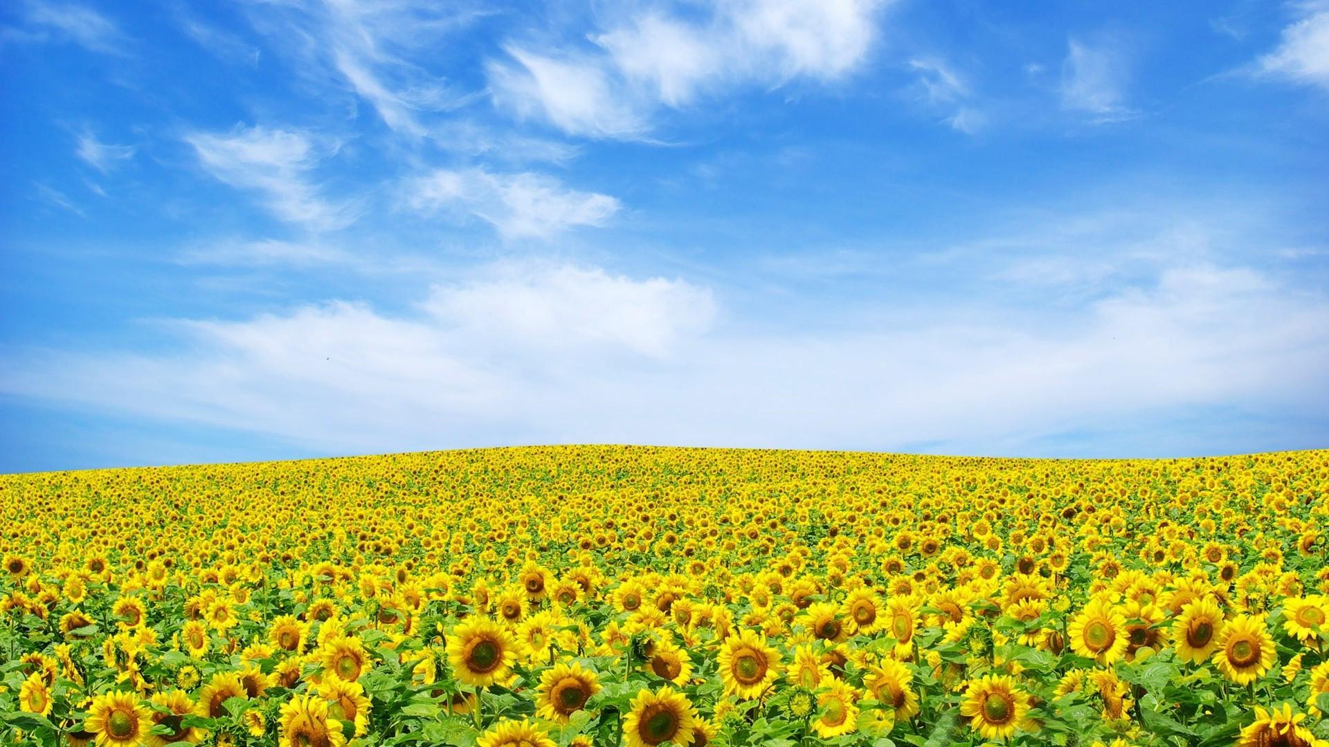 Field Of Sun Flower Wallpaper
