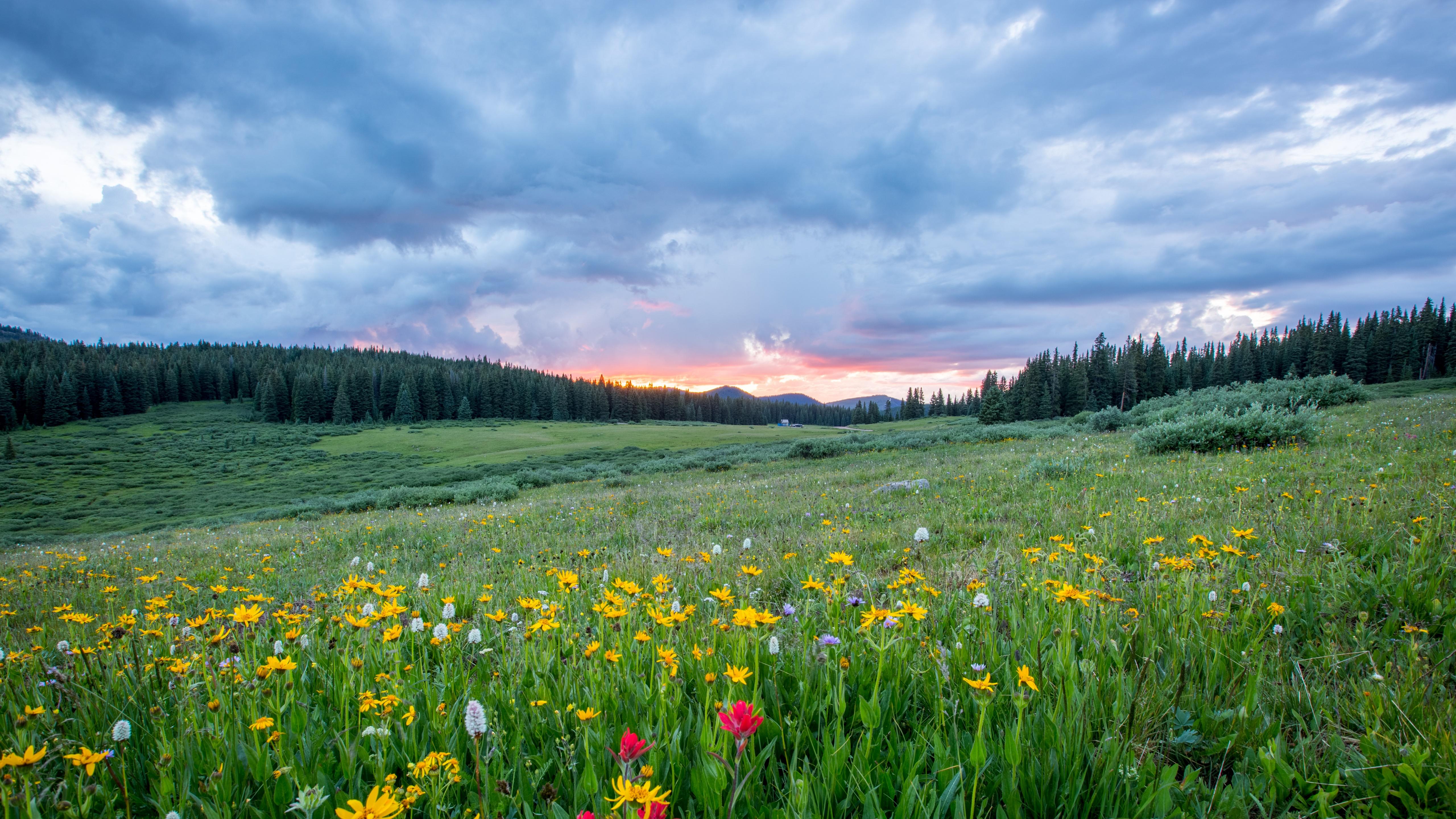 hills-and-flower-fields-wallpapers-wallpaper-cave