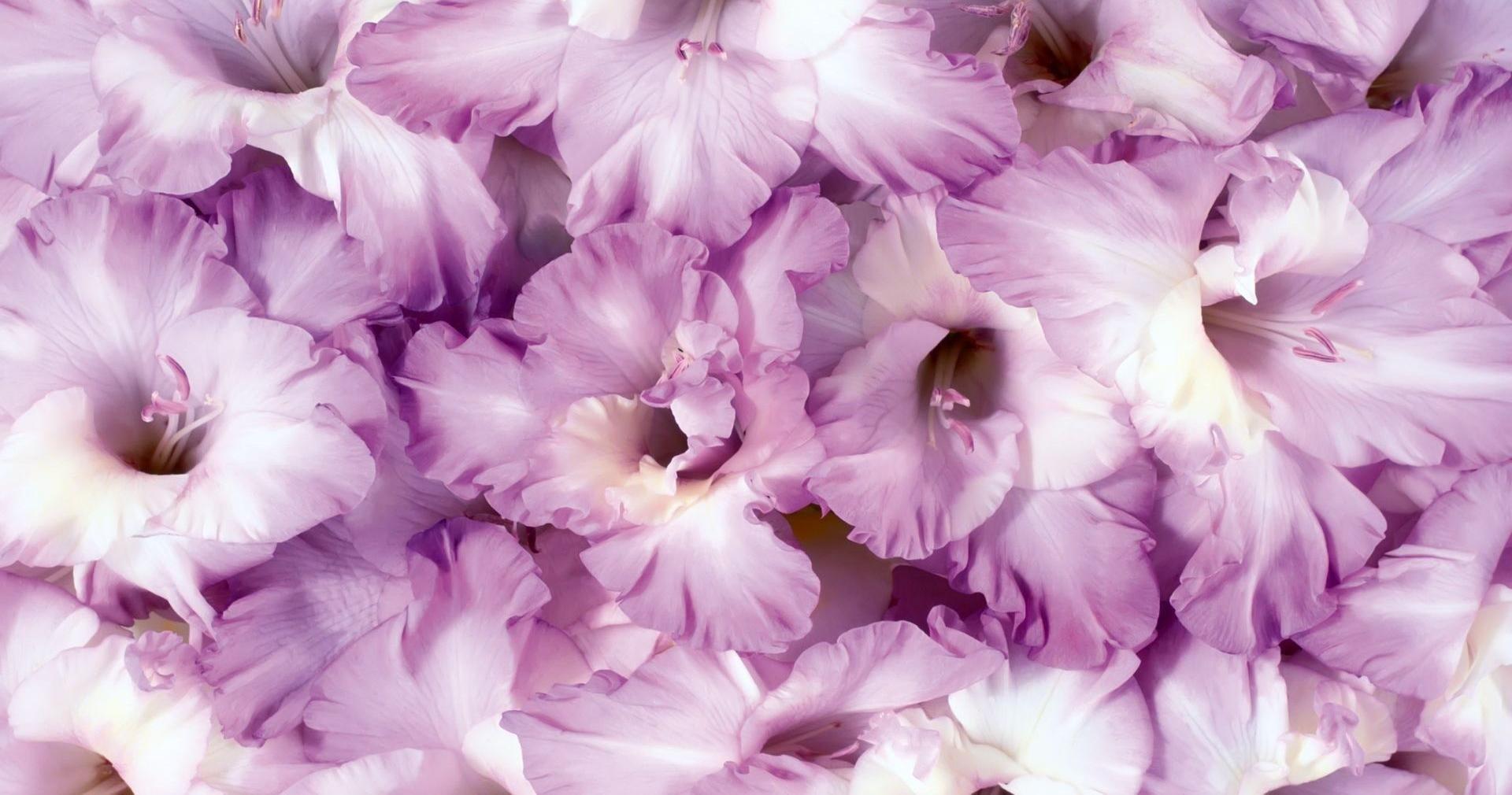 Purple Gladiolus Wallpaper and Background Imagex1010