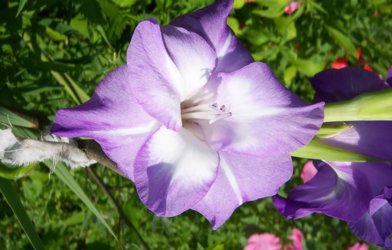 Wallpaper flower, purple, gladiolus, Meduzanol © image for desktop