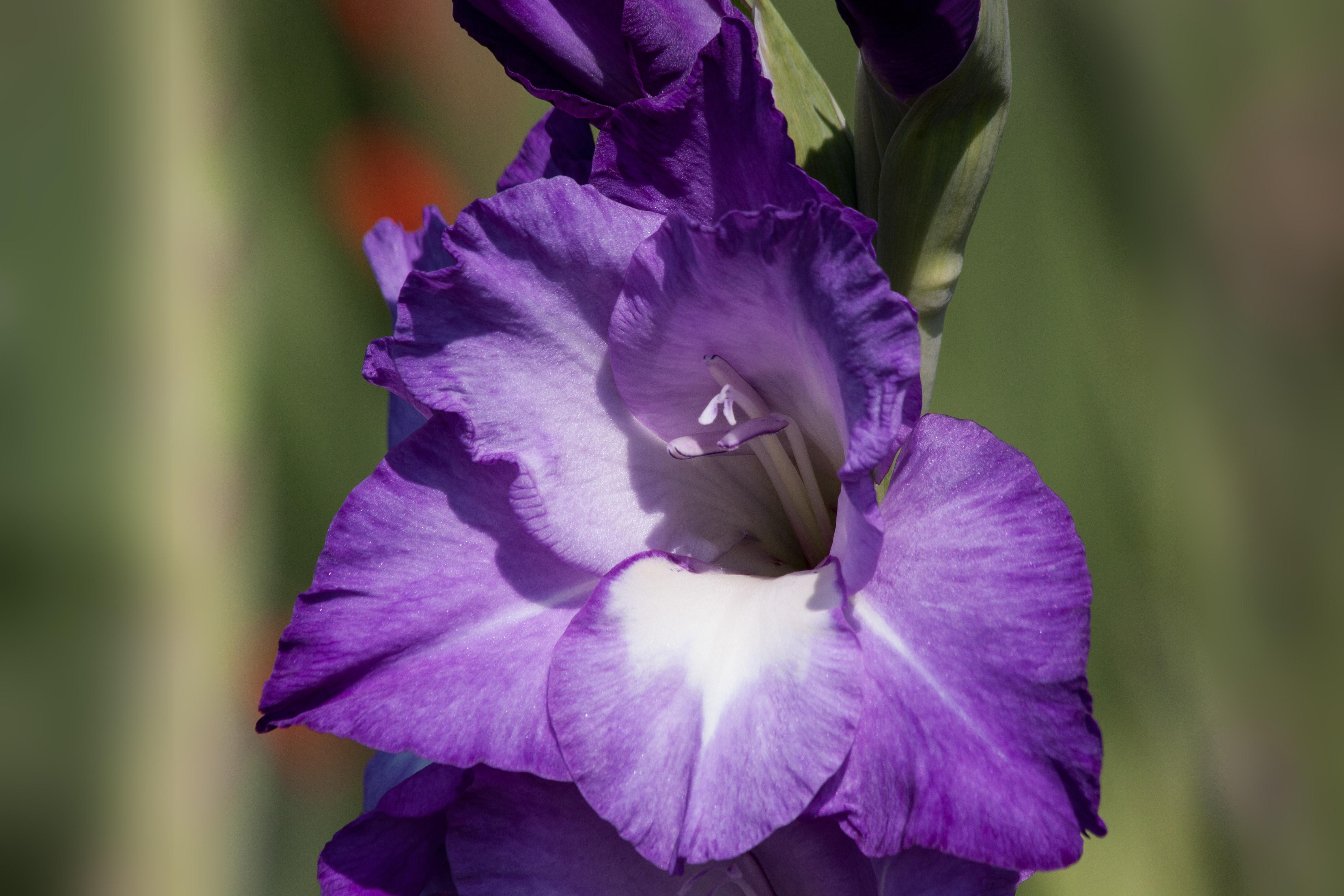 purple gladiolus flower in bloom during daytime free image
