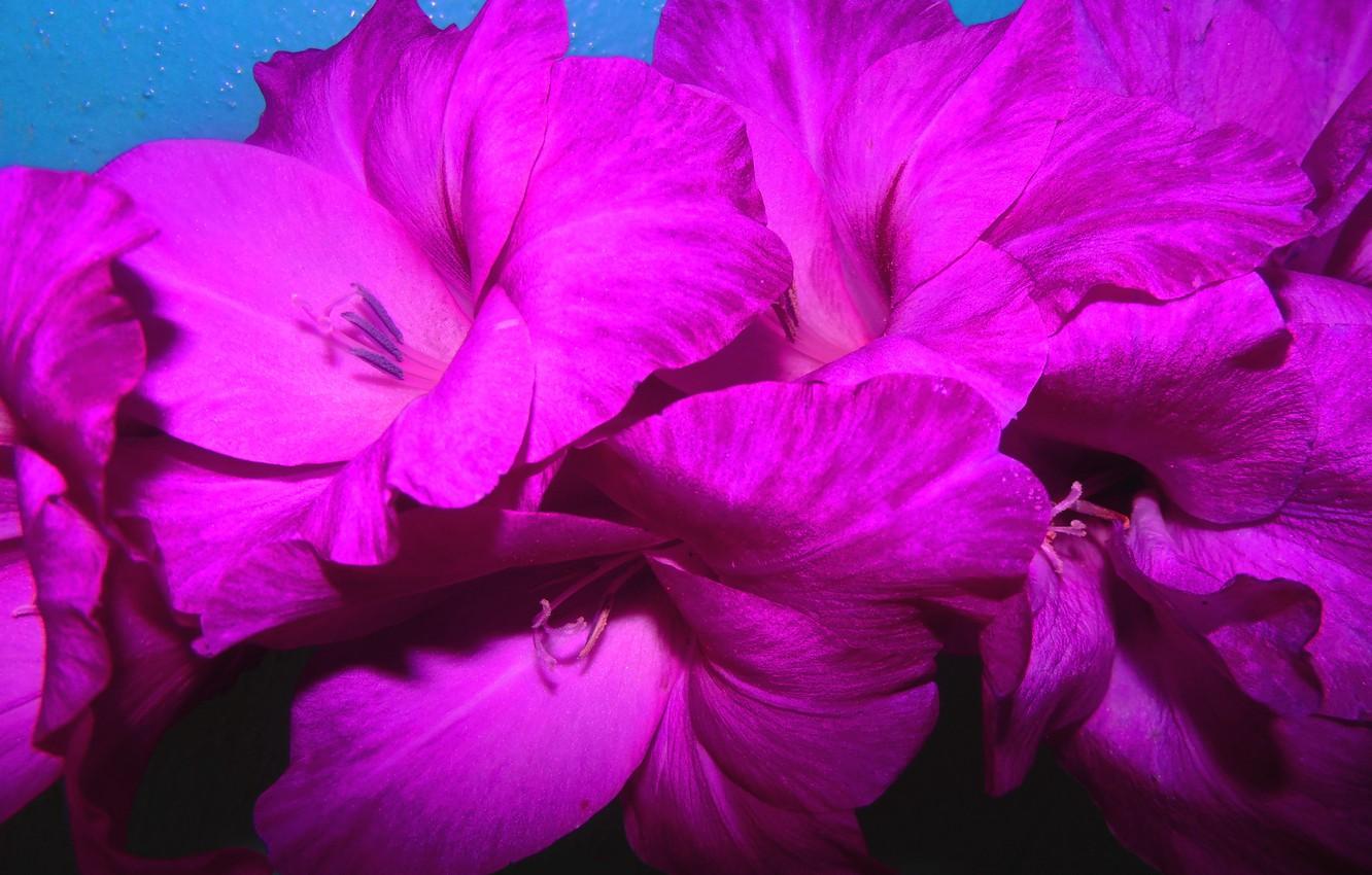 Wallpaper flowers, photo, petals, purple, gladiolus image