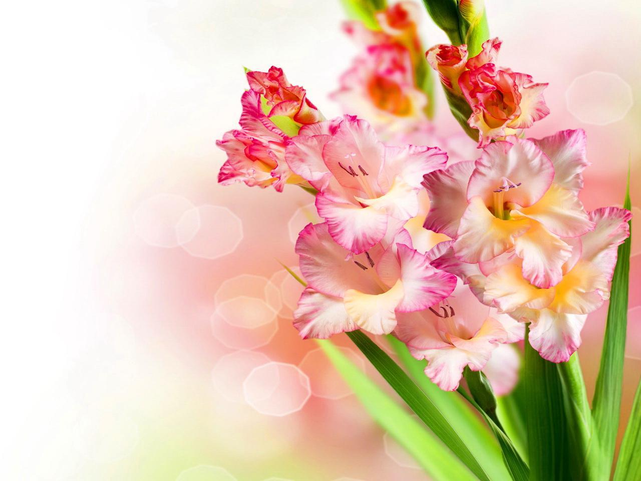 Beautiful Gladiolus Lovely Flower #Wallpaper