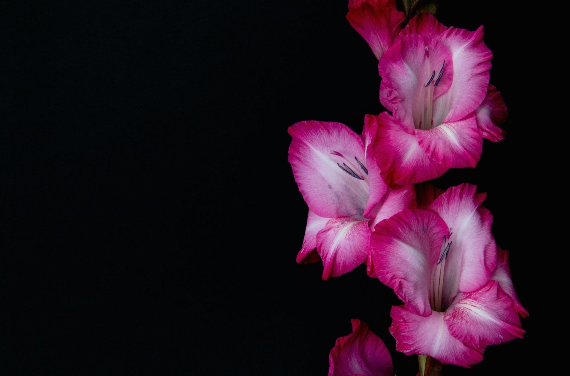 Gladiolus HD Wallpaper and Background Image