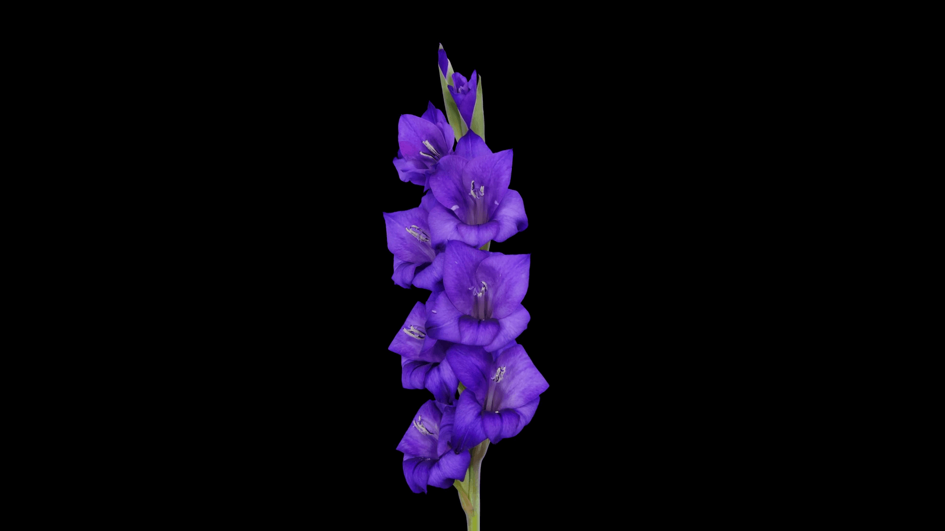 Time Lapse Of Opening Purple Gladiolus Flower 9a4 In 4K PNG+ Format With ALPHA Transparency Channel Isolated On Black Background