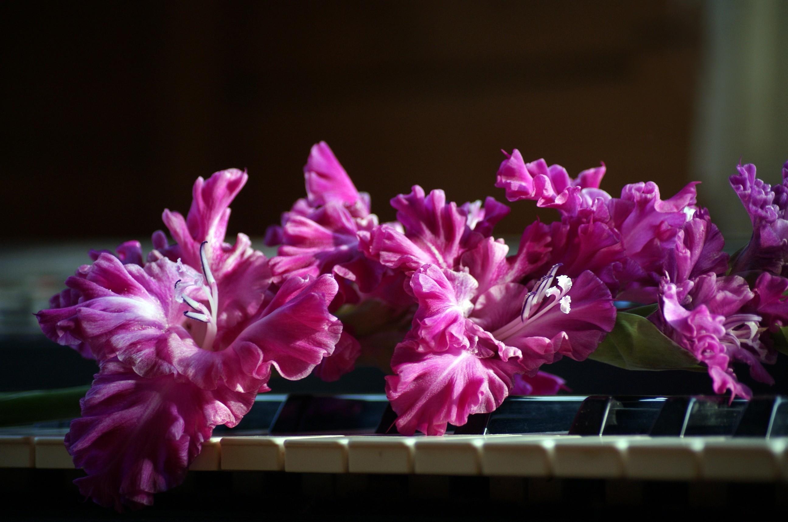 Gladiolus 1080P, 2K, 4K, 5K HD wallpaper free download. Wallpaper