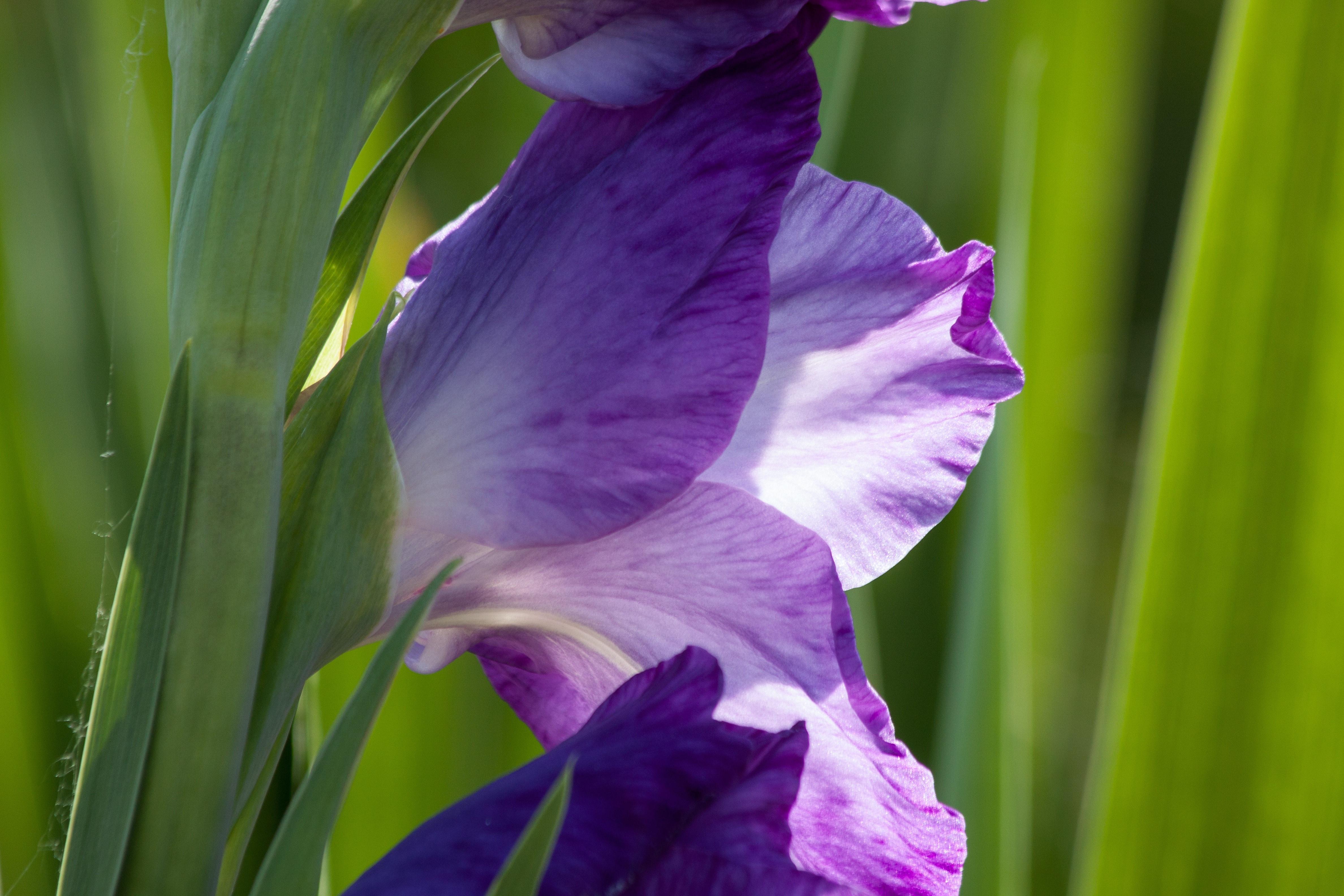 Iridaceae, Sword Flower, Gladiolus, purple, flower free image