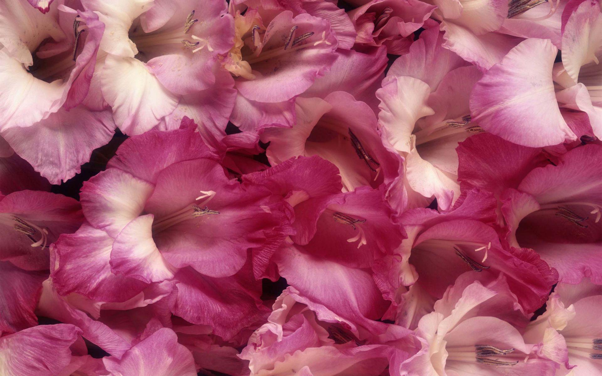 Pink Gladiolus. HD Flowers Wallpaper for Mobile and Desktop