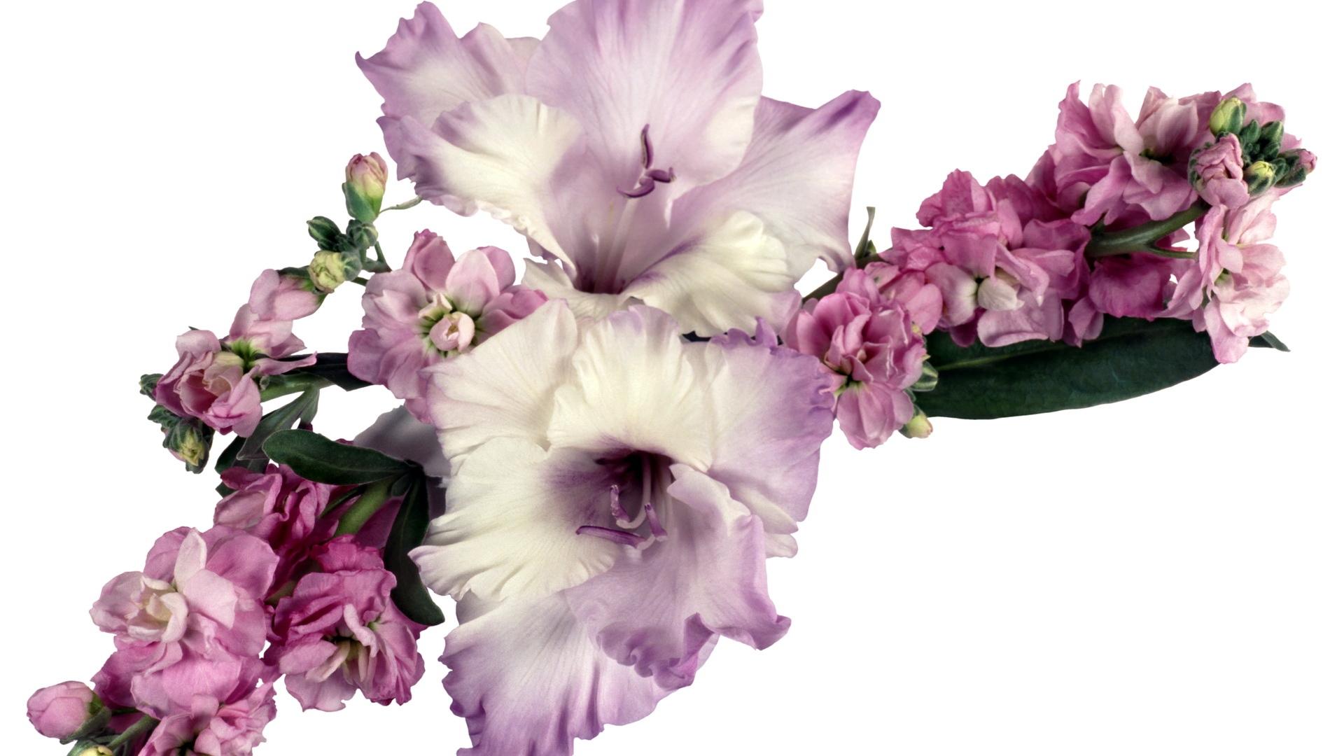 Download wallpaper 1920x1080 gladiolus, flowers, leaves, song full