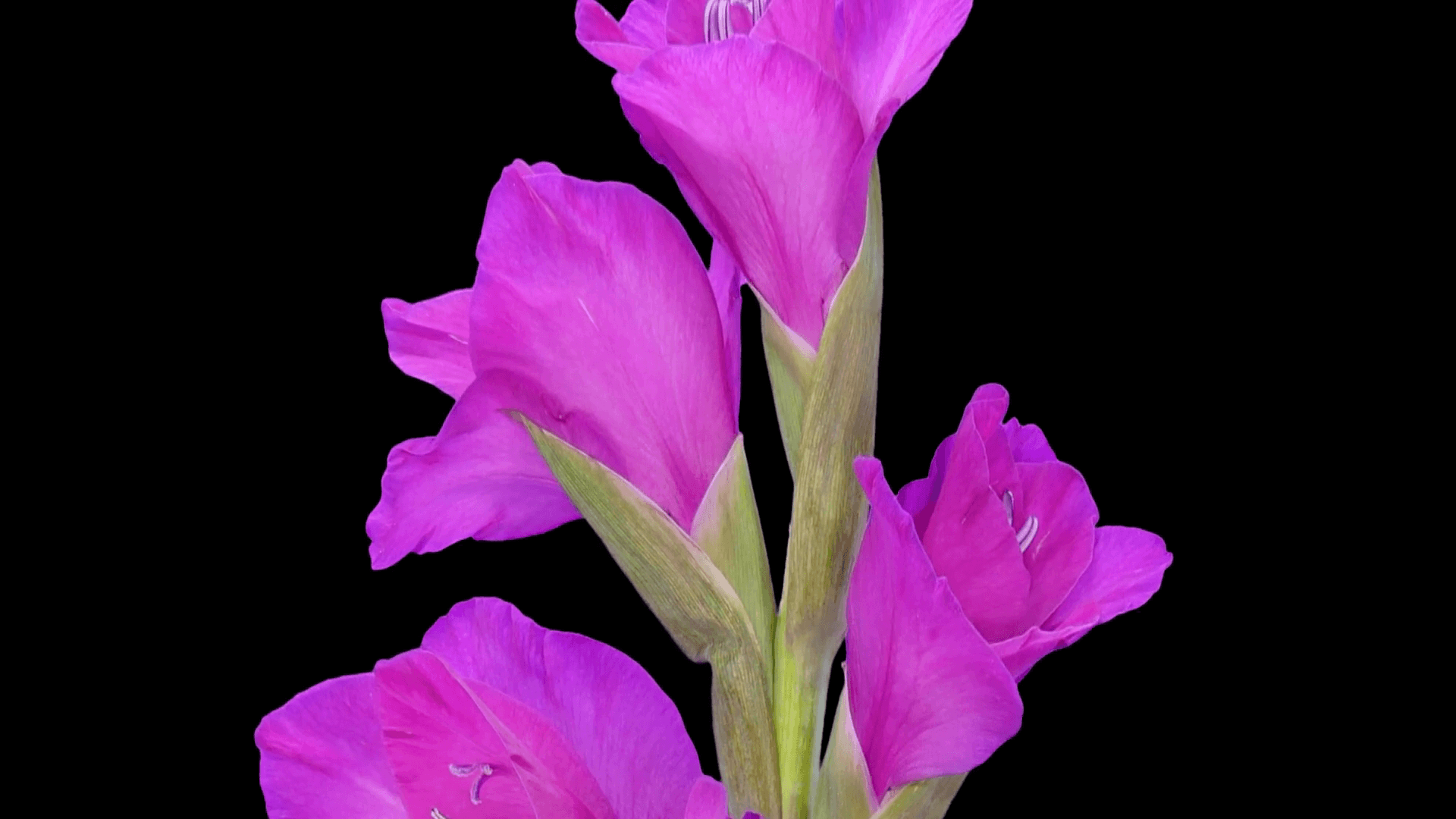 Time Lapse Of Opening Purple Gladiolus Flower 6c1 In PNG+ Format With ALPHA Transparency Channel Isolated On Black Background