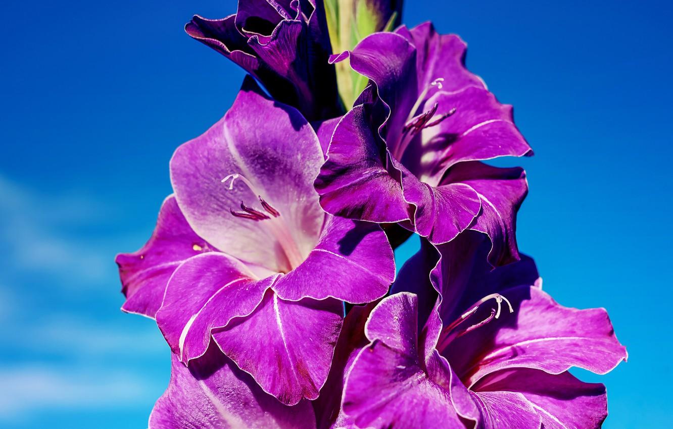 Wallpaper flowers, blue, background, blue, bright, beauty, purple
