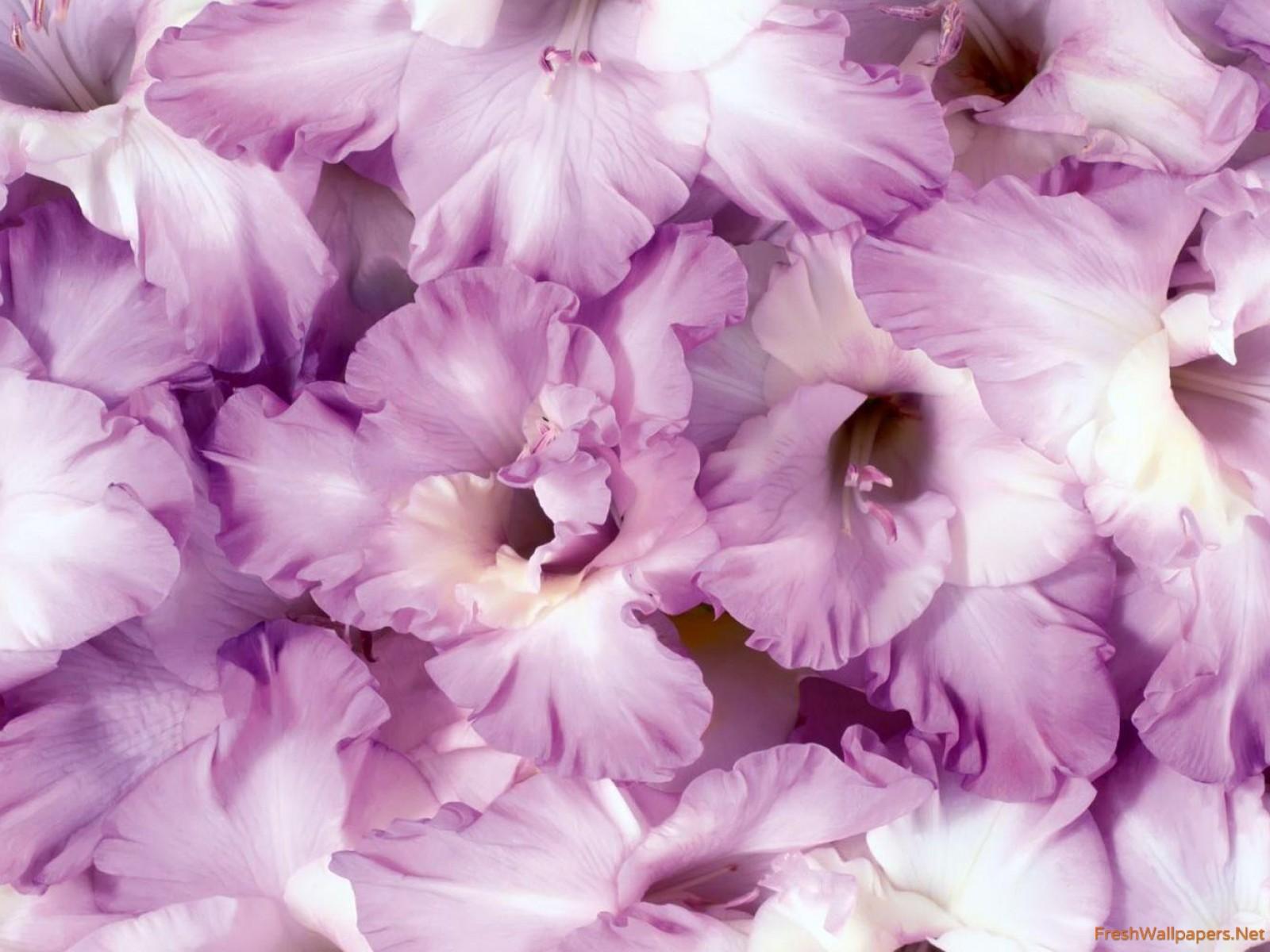 Gladiolus wallpaper