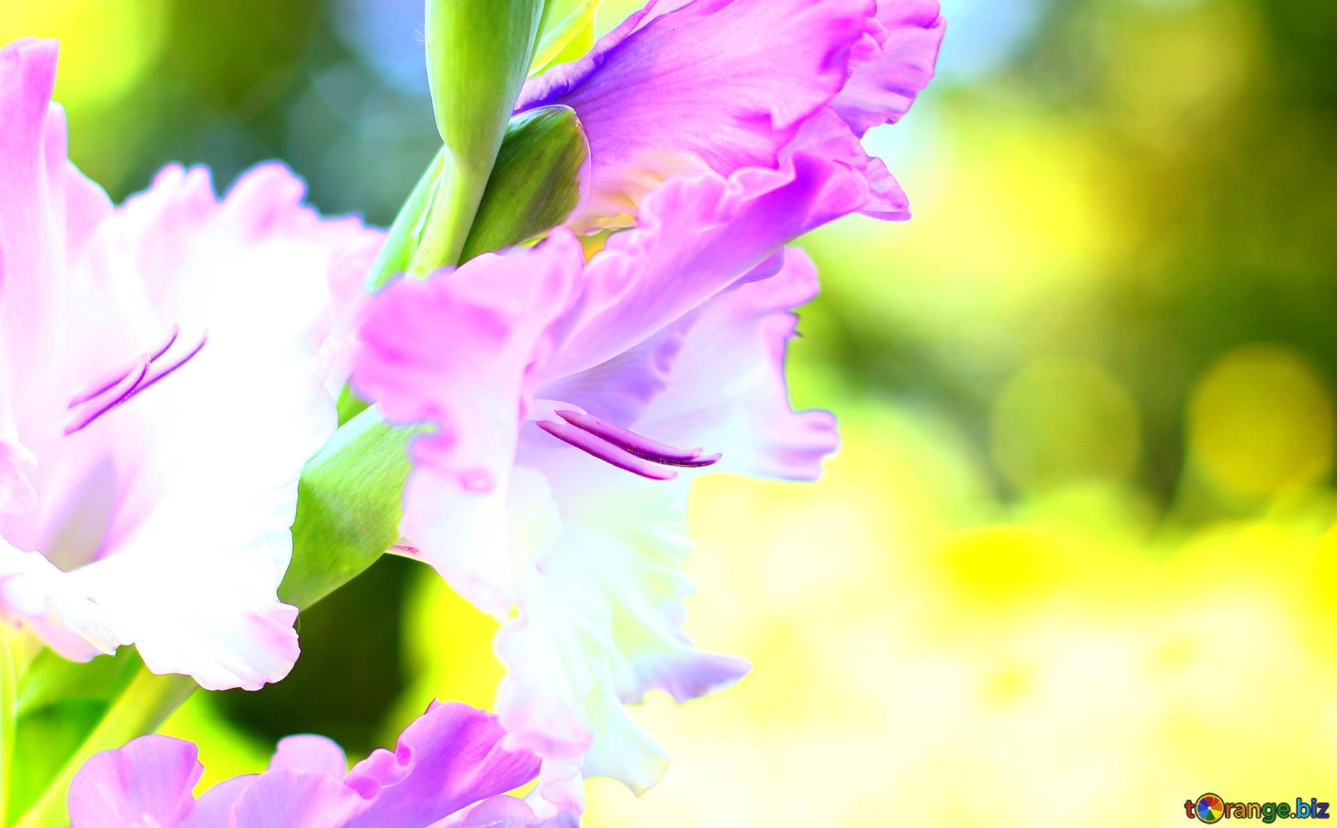 Download Free Picture Wallpaper Desktop Flower Of Gladiolus On CC BY