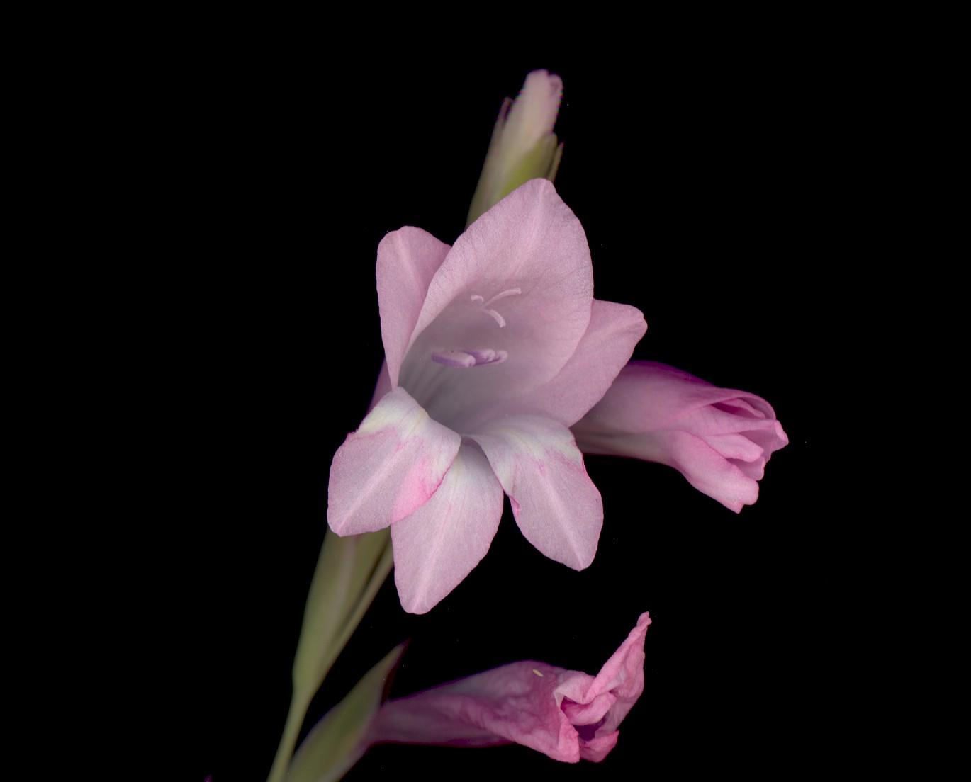 Gladiolus Wallpaper and Background Image