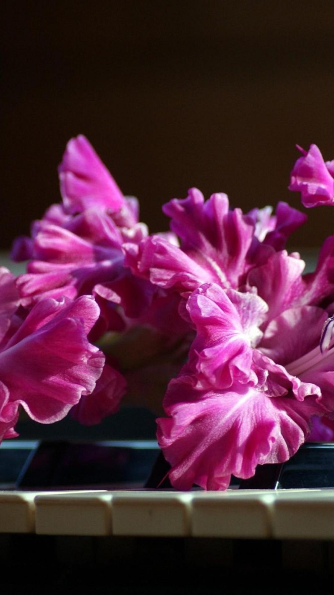 Gladiolus Pink Piano Keys iPhone 6 Plus Wallpaper HD